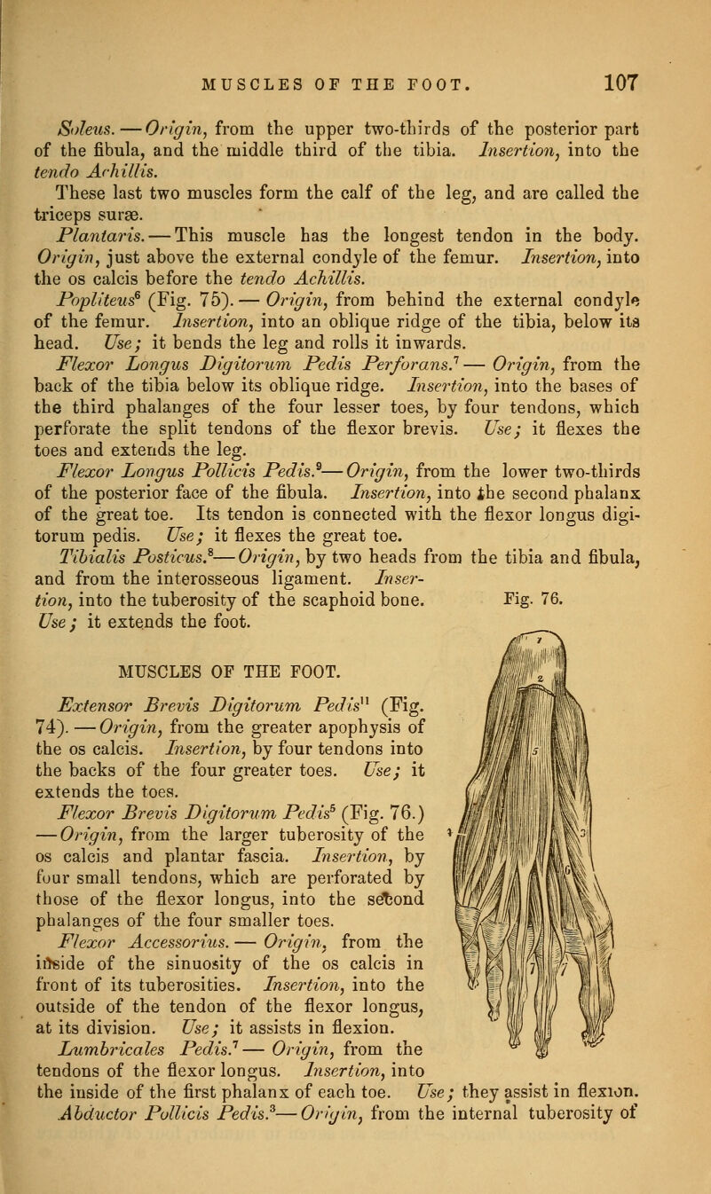 Soleus.—Origin, from the upper two-tbirds of the posterior part of the fibula, and the middle third of the tibia. Insertion^ into the terido Achillis. These last two muscles form the calf of the leg, and are called the triceps surae. Planiaris. — This muscle has the longest tendon in the body. Origin, just above the external condyle of the femur. Insertion, into the OS calcis before the tendo Achillis. Pcpliteus^ (Fig. 75).— Origin, from behind the external condyl«5 of the femur. Insertion, into an oblique ridge of the tibia, below its head. JJse; it bends the leg and rolls it inwards. Flexor Longus Digitorum Pedis Perforans?— Origin, from the back of the tibia below its oblique ridge. Insertion, into the bases of the third phalanges of the four lesser toes, by four tendons, which perforate the split tendons of the flexor brevis. JJ&e; it flexes the toes and extends the leg. Flexor Longus Pollicis Pedis.^—Origin, from the lower two-thirds of the posterior face of the fibula. Insertion, into the second phalanx of the great toe. Its tendon is connected with the flexor longus digi- torum pedis. Use; it flexes the great toe. Tibialis Posticus}—Origin, by two heads from the tibia and fibula, and from the interosseous ligament. Inser- tion, into the tuberosity of the scaphoid bone. Fig. 76. JJse ; it extends the foot. MUSCLES OF THE FOOT. Extensor Brevis Digiforunfi Pedis^^ (Fig- 74). — Origin, from the greater apophysis of the OS calcis. Insertion, by four tendons into the backs of the four greater toes. Use; it extends the toes. Flexor Brevis Digitorum Pedis^ (Fig. 76.) — Origin, from the larger tuberosity of the OS calcis and plantar fascia. Insertion, by four small tendons, which are perforated by those of the flexor longus, into the setjond phalanges of the four smaller toes. Flexor Accessories. — Origin, from the i^ide of the sinuosity of the os calcis in front of its tuberosities. Insertion, into the outside of the tendon of the flexor longus, at its division. Use; it assists in flexion. Lumbricales Pedis.''— Origin, from the tendons of the flexor longus. Insertion, into the inside of the first phalanx of each toe. Use; they assist in flexion. Abductor Pollicis Pedis.^—Origin, from the internal tuberosity of