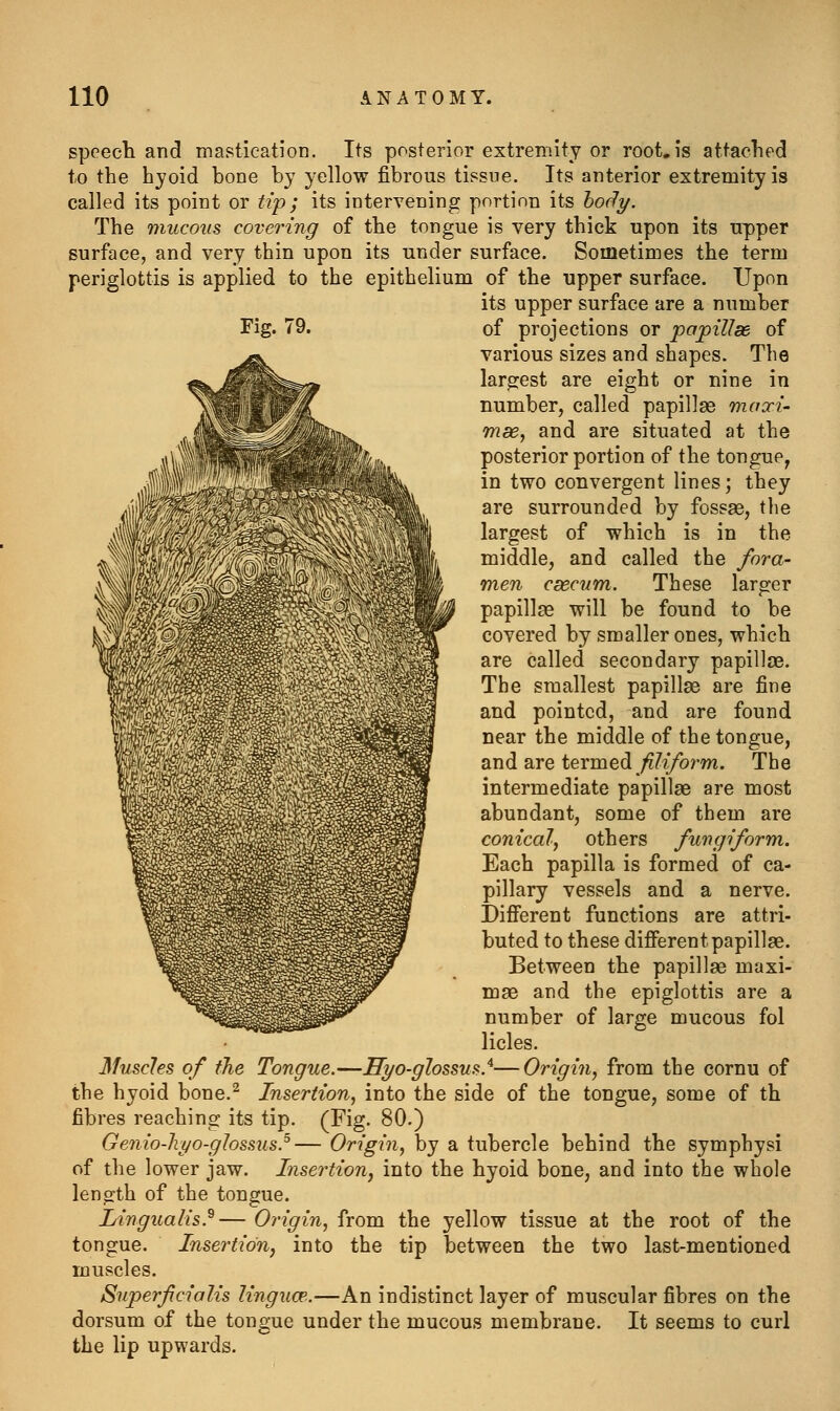 speech and mastication. Its posterior extremity or root, is attaclied to the hyoid bone by yellow fibrous tissue. Its anterior extremity is called its point or tip; its intervening portion its ho<Jy. The mucous covering of the tongue is very thick upon its upper surface, and very thin upon its under surface. Sometimes the term periglottis is applied to the epithelium of the upper surface. Upon its upper surface are a number Fig. 79. of projections or papillde of various sizes and shapes. The largjest are eight or nine in number, called papillae maxi- mse^ and are situated at the posterior portion of the tongue, in two convergent lines; they are surrounded by fossas, the largest of which is in the middle, and called the fora- men caecum. These larger papilla will be found to be covered by smaller ones, which are called secondary papillae. The smallest papillae are fine and pointed, and are found near the middle of the tongue, and are termed ;??iybrm. The intermediate papillae are most abundant, some of them are conical, others fumpform. Each papilla is formed of ca- pillary vessels and a nerve. Difi'erent functions are attri- buted to these difi'erent papillae. Between the papillae maxi- mae and the epiglottis are a number of large mucous fol licles. Muscles of the Tongue.—Hyo-glossus.^—Origin, from the cornu of the hyoid bone.^ Insertion, into the side of the tongue, some of th fibres reaching its tip. (Fig. 80.) Genio-hyo-glossus.^— Origin, by a tubercle behind the symphysi of the lower jaw. Insertion, into the hyoid bone, and into the whole length of the tongue. Lingualis.^— Origin, from the yellow tissue at the root of the tongue. Insertion, into the tip between the two last-mentioned muscles. Superficialis linguoe.—An indistinct layer of muscular fibres on the dorsum of the tongue under the mucous membrane. It seems to curl the lip upwards.