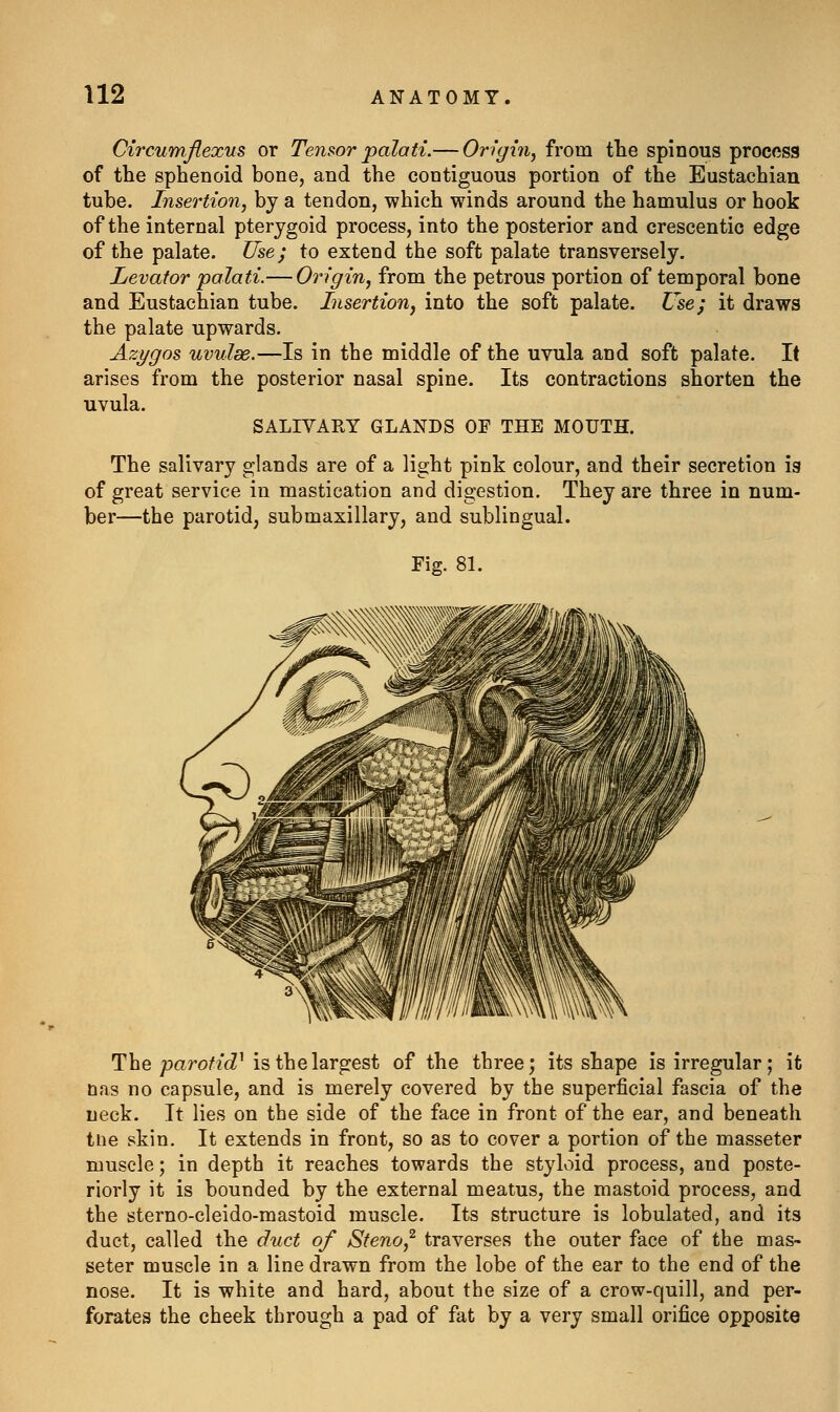 Circumflexus or Tensor palati.— Origin, from the spinous process of the sphenoid bone, and the contiguous portion of the Eustachian tube. Insertion, by a tendon, which winds around the hamulus or hook of the internal pterygoid process, into the posterior and crescentio edge of the palate. Use; to extend the soft palate transversely. Levator palati.— Origin, from the petrous portion of temporal bone and Eustachian tube. Insertion, into the soft palate. Use; it draws the palate upwards. Azygos uvulae.—Is in the middle of the uvula and soft palate. It arises from the posterior nasal spine. Its contractions shorten the uvula. SALIVAEY GLANDS OF THE MOUTH. The salivary glands are of a light pink colour, and their secretion is of great service in mastication and digestion. They are three in num- ber—the parotid, submaxillary, and sublingual. Fig. 81. The paro/'z'cZ' is the largest of the three; its shape is irregular; it nas no capsule, and is merely covered by the superficial fascia of the neck. It lies on the side of the face in front of the ear, and beneath the skin. It extends in front, so as to cover a portion of the masseter muscle; in depth it reaches towards the styloid process, and poste- riorly it is bounded by the external meatus, the mastoid process, and the sterno-cleido-mastoid muscle. Its structure is lobulated, and its duct, called the duct of Steno,^ traverses the outer face of the mas- seter muscle in a line drawn from the lobe of the ear to the end of the nose. It is white and hard, about the size of a crow-quill, and per- forates the cheek through a pad of fat by a very small orifice opposite