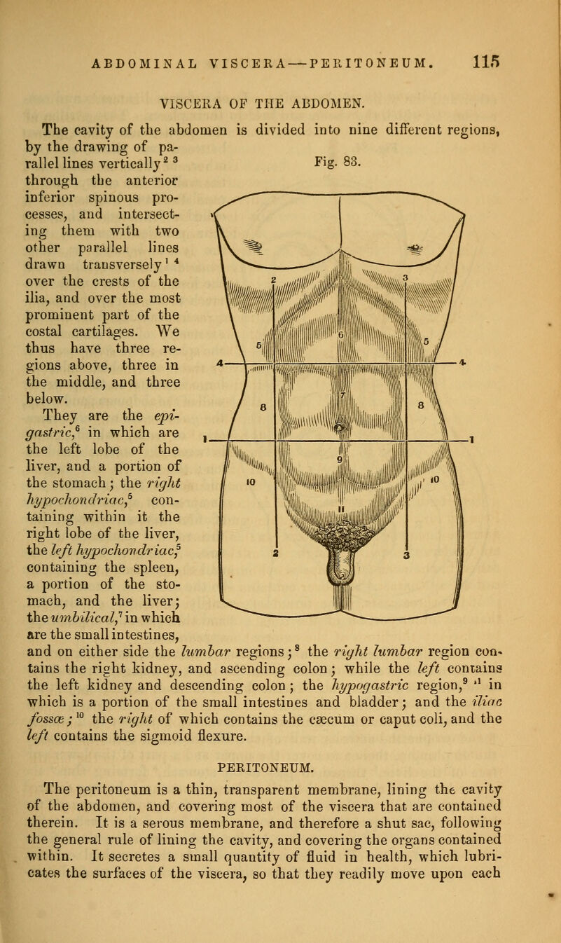 ABDOMINAL VISCERA — PERITONEUM, ll/> VISCERA OF THE ABDOMEN. The cavity of the abdomen is divided into nine different regions, by the drawing of pa- rallel lines vertically^ * Fig. 83. through the anterior inferior spinous pro- cesses, and intersect- ing them with two other parallel lines drawn transversely' ^ over the crests of the ilia, and over the most prominent part of the costal cartilages. We thus have three re- gions above, three in the middle, and three below. They are the epi- gasfric,^ in which are the left lobe of the liver, and a portion of the stomach; the right hypochondriac,^ con- taining within it the right lobe of the liver, the left hypochondriac, containing the spleen, a portion of the sto- mach, and the liver; the umbilical,'' in which are the small intestines, and on either side the lumhar regions;^ the right lumbar region con« tains the right kidney, and ascending colon ] while the left contains the left kidney and descending colon; the hypogastric region,^ '* in which is a portion of the small intestines and bladder; and the iliac fosscB; '° the right of which contains the caecum or caput coli, and the left contains the sigmoid flexure. PERITONEUM. The peritoneum is a thin, transparent membrane, lining the cavity of the abdomen, and covering most of the viscera that are contained therein. It is a serous membrane, and therefore a shut sac, following the general rule of lining the cavity, and covering the organs contained within. It secretes a small quantity of fluid in health, which lubri- cates the surfaces of the viscera, so that they readily move upon each