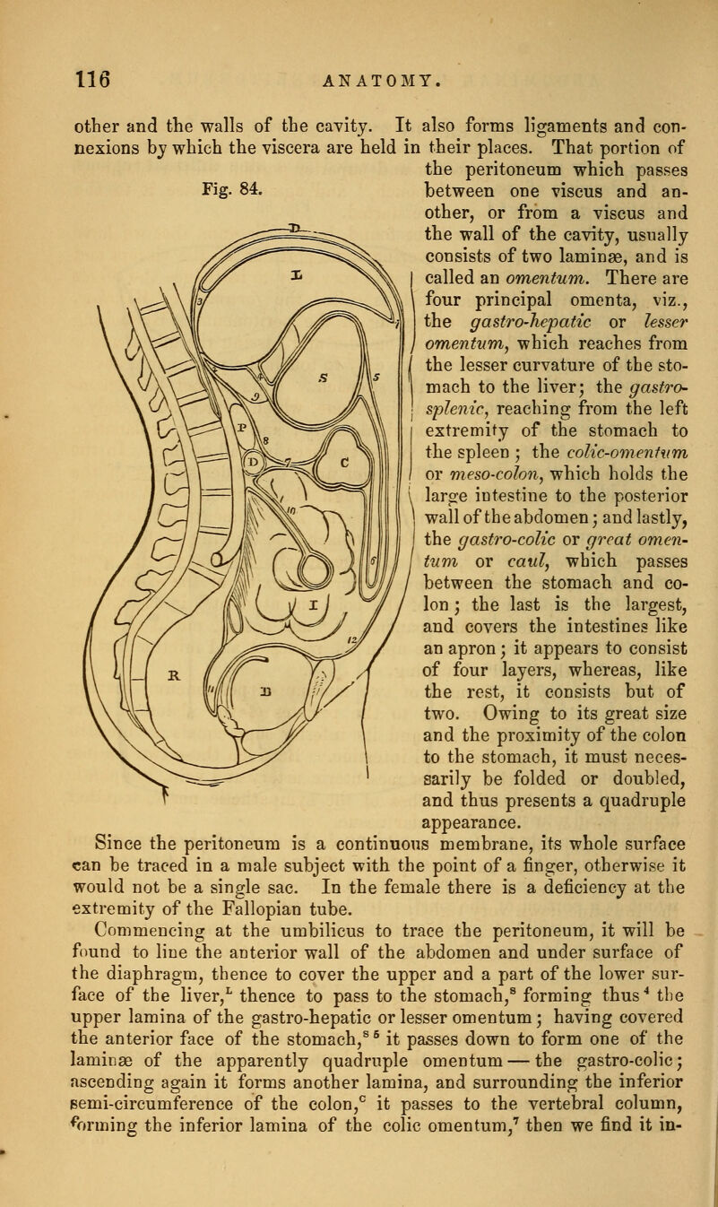 other and the walls of the caYity. It also forms ligaments and con- nexions by which the viscera are held in their places. That portion of the peritoneum which passes Fig. 84. between one viscus and an- other, or from a viscus and the wall of the cavity, usually consists of two laminae, and is called an omentum. There are four principal omenta, viz., the gastro-hepatic or lesser omentum, which reaches from the lesser curvature of the sto- mach to the liver; the gastro- splenic, reaching from the left extremity of the stomach to the spleen ; the colic-omentum or meso-colon, which holds the large intestine to the posterior wall of the abdomen; and lastly, the gastro-colic or great omen- tum or caul, which passes between the stomach and co- lon ] the last is the largest, and covers the intestines like an apron; it appears to consist of four layers, whereas, like the rest, it consists but of two. Owing to its great size and the proximity of the colon to the stomach, it must neces- sarily be folded or doubled, and thus presents a quadruple appearance. Since the peritoneum is a continuous membrane, its whole surface can be traced in a male subject with the point of a finger, otherwise it would not be a single sac. In the female there is a deficiency at the extremity of the Fallopian tube. Commencing at the umbilicus to trace the peritoneum, it will be found to line the anterior wall of the abdomen and under surface of the diaphragm, thence to cover the upper and a part of the lower sur- face of the liver,^ thence to pass to the stomach,^ forming thus^ the upper lamina of the gastro-hepatic or lesser omentum; having covered the anterior face of the stomach,^® it passes down to form one of the laminae of the apparently quadruple omentum — the gastro-colic; ascending again it forms another lamina, and surrounding the inferior eemi-circumference of the colon,^ it passes to the vertebral column, forming the inferior lamina of the colic omentum,*^ then we find it in-