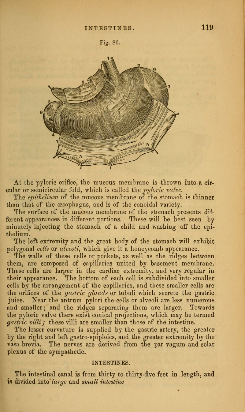 At the pyloric orifice, the tmicous membrane is thrown into a cir- cular or semicircular fold, which is called the pyloric valve. The ejnfheUum of the mucous membrane of the stomach is thinner than that of the oesophagus, and is of the conoidal variety. The surface of the mucous membrane of the stomach presents dif- ferent appearances in different portions. These will be best seen by minutely injecting the stomach of a child and washing off the epi- thelium. The left extremity and the great body of the stomach will exhibit polygonal cells or alveoli, which give it a honeycomb appearance. The walls of these cells or pockets, as well as the ridges between them, are composed of capillaries united by basement membrane. These cells are larger in the cardiac extremity, and very regular in their appearance. The bottom of each cell is subdivided into smaller cells by the arrangement of the capillaries, and these smaller cells are the orifices of the gastric glands or tubuli which secrete the gastric juice. Near the antrum pylori the cells or alveoli are less numerous and smaller; and the ridges separating them are larger. Towards the pyloric valve there exist conical projections, which may be termed yastric villi; these villi are smaller than those of the intestine. The lesser curvature is supplied by the gastric artery, the greater by the right and left gastro-epiploics, and the greater extremity by the vasa brevia. The nerves are derived from the par vagum and solar plexus of the sympathetic. INTESTINES. The intestinal canal is from thirty to thirty-five feet in length, and w divided into'large and small intestine