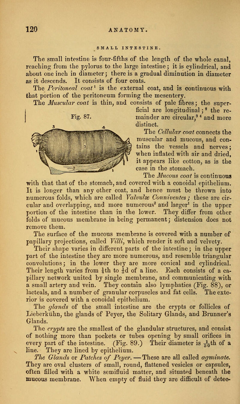 SMALL INTESTINE The small intestine is four-fifths of the length of the whole canal, reaching from the pylorus to the large intestine; it is cylindrical, and about one inch in diameter; there is a gradual diminution in diameter as it descends. It consists of four coats. The Peritoneal coat' is the external coat, and is continuous with that portion of the peritoneum forming the mesentery. The Muscular coat is thin, and consists of pale fibres; the super- j ficial are longitudinal; * the re- I Fig. 87. mainder are circular, and more distinct. The Cellular coat connects the muscular and mucous, and con- tains the vessels and nerves; when inflated with air and dried, it appears like cotton, as is the case in the stomach. The 31ucous coat is continuous with that that of the stomach, and covered with a conoidal epithelium. It is longer than any other coat, and hence must be thrown into numerous folds, which are called Valvulse Conm'ventes ; these are cir- cular and overlapping, and more numerous^ and larger' in the upper portion of the intestine than in the lower. They difi'er from other folds of mucous membrane in being permanent; distension does not remove them. The surface of the mucous membrane is covered with a number of papillary projections, called Villi, which render it soft and velvety. Their shape varies in diiferent parts of the intestine; in the upper part of the intestine they are more numerous, and resemble triangular convolutions; in the lower they are more conical and cylindrical. Their length varies from ith to |d of a line. Each consists of a ca- pillary network united by single membrane, and communicating with a small artery and vein. They contain also lymphatics (Fig. 88), or lacteals, and a number of granular corpuscles and fat cells. The exte- rior is covered with a conoidal epithelium. The glands of the small intestine are the crypts or follicles of Lieberktihn, the glands of Peyer, the Solitary Glands, and Brunner's Glands. The crypts are the smallest of the glandular structures, and consist of nothing more than pockets or tubes opening by small orifices in every part of the intestine. (Fig. 89.) Their diameter is -5^0*^ ^^ ^ line. They are lined by epithelium. The Glands or Patches of Peyer. —These are all called agminate. They are oval clusters of small, round, flattened vesicles or capsules, often filled with a white semifluid matter, and situated beneath the mucous membrane. When empty of fluid they are difficult of deteo-