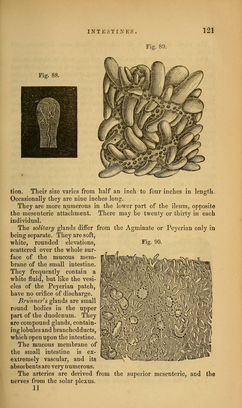 Fig. 89. Fig. 88. tion. Their size varies from half an inch to four inches in length, Occasionally they are nine inches long. They are more numerous in the lower part of the ileum, opposite the mesenteric attachment. There may be twenty or thirty in each individual. The solitary glands differ from the Agminate or Peyerian only in being separate. They are soft, white, rounded elevations, Fig. 90. scattered over the whole sur- face of the mucous mem- brane of the small intestine. They frequently contain a white fluid, but like the vesi- cles of the Peyerian patch, have no orifice of discharge. Brmmer's glands are small round bodies in the upper part of the duodenum. They are compound glands, contain- ing lobules and branched ducts, which open upon the intestine. The mucous membrane of the small intestine is ex- extremely vascular, and its absorbents are very numerous. The arteries are derived from the superior mesenteric, and the uerve.s from the solar plexus. 11