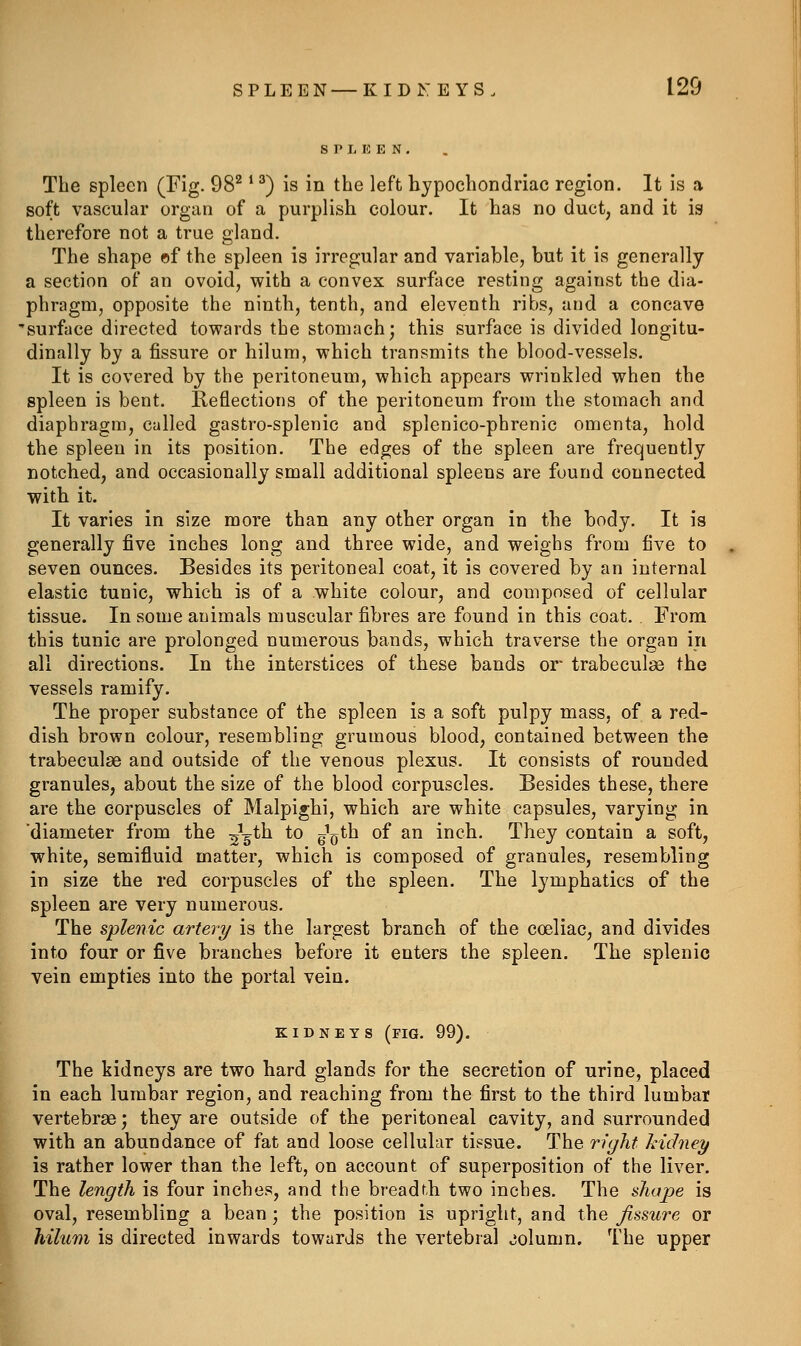 S P L K E N . The spleen (Fig. 98^ *^) is in the left hypochondriac region. It is a soft vascular organ of a purplish colour. It has no duct, and it is therefore not a true gland. The shape ©f the spleen is irregular and variable, but it is generally a section of an ovoid, with a convex surface resting against the dia- phragm, opposite the ninth, tenth, and eleventh ribs, and a concave •surface directed towards the stomach; this surface is divided longitu- dinally by a fissure or hilum, which transmits the blood-vessels. It is covered by the peritoneum, which appears wrinkled when the spleen is bent. Reflections of the peritoneum from the stomach and diaphragm, called gastro-splenic and splenico-phrenic omenta, hold the spleen in its position. The edges of the spleen are frequently notched, and occasionally small additional spleens are found connected with it. It varies in size more than any other organ in the body. It is generally five inches long and three wide, and weighs from five to seven ounces. Besides its peritoneal coat, it is covered by an internal elastic tunic, which is of a white colour, and composed of cellular tissue. In some animals muscular fibres are found in this coat. From this tunic are prolonged numerous bands, which traverse the organ in all directions. In the interstices of these bands or trabeculas the vessels ramify. The proper substance of the spleen is a soft pulpy mass, of a red- dish brown colour, resembling grumous blood, contained between the trabeculse and outside of the venous plexus. It consists of rounded granules, about the size of the blood corpuscles. Besides these, there are the corpuscles of Malpighi, which are white capsules, varying in 'diameter from the ^Lth to g^^th of an inch. They contain a soft, white, semifluid matter, which is composed of granules, resembling in size the red corpuscles of the spleen. The lymphatics of the spleen are very numerous. The splenic artery is the largest branch of the coeliac, and divides into four or five branches before it enters the spleen. The splenic vein empties into the portal vein. KIDNEYS (fig. 99). The kidneys are two hard glands for the secretion of urine, placed in each lumbar region, and reaching from the first to the third lumbar vertebrae; they are outside of the peritoneal cavity, and surrounded with an abundance of fat and loose cellular tissue. The right kidney is rather lower than the left, on account of superposition of the liver. The length is four inches, and the breadth two inches. The shape is oval, resembling a bean ; the position is upright, and the fissure or hilum is directed inwards towards the vertebral jolumn. The upper