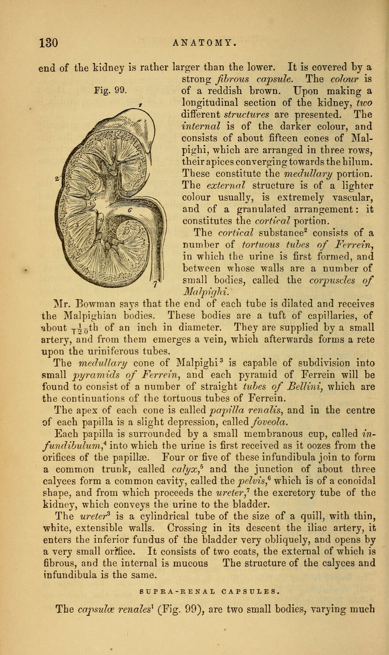 Fig. end of the kidney is rather larger than the lower. It is covered by a strong fibrous capsule. The colour is of a reddish brown. Upon making a longitudinal section of the kidney, two different structures are presented. The internal is of the darker colour, and consists of about fifteen cones of Mal- pighi, which are arranged in three rows, their apices converging towards the hilura. These constitute the medullary portion. The external structure is of a lighter colour usually, is extremely vascular, and of a granulated arrangement: it constitutes the cortical portion. The cortical substance^ consists of a number of tortuous tubes of Ferrein, in which the urine is first formed, and between whose walls are a number of small bodies, called the corpuscles of Malpiglii. Mr. Bowman says that the end of each tube is dilated and receives the Malpighian bodies. These bodies are a tuft of capillaries, of •about yjoth of an inch in diameter. They are supplied by a small artery, and from them emerges a vein, which afterwards forms a rete upon the uriniferous tubes. The medullary cone of Malpighi^ is capable of subdivision into small pyramids of Ferrein, and each pyramid of Ferrein will be found to consist of a number of straight tubes of Bellini, which are the continuations of the tortuous tubes of Ferrein. The apex of each cone is called papilla renalis, and in the centre of each papilla is a slight depression, called ybyeoZa. Each papilla is surrounded by a small membranous cup, called in- fundibulum,'^ into which the urine is first received as it oozes from the orifices of the papillae. Four or five of these infundibula join to form a common trunk, called calyx,^ and the junction of about three calyces form a common cavity, called the pelvis,^ which is of a conoidal shape, and from which proceeds the ureter,'^ the excretory tube of the kidney, which conveys the urine to the bladder. The ureter^ is a cylindrical tube of the size of a quill, with thin, white, extensible walls. Crossing in its descent the iliac artery, it enters the inferior fundus of the bladder very obliquely, and opens by a very small ori*fice. It consists of two coats, the external of which is fibrous, and the internal is mucous The structure of the calyces and infundibula is the same. SUPRA-RENAL CAPSULES. The capsuloe renales^ C^^'g- ^9), are two small bodies, varying much