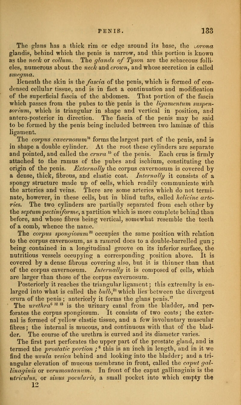 The glans has a thick rim or edge around its base, the u)rona glandis, behind which the penis is narrow, and this portion is known as the neck or collum. The glands of Tyson are the sebaceous folli- cles, numerous about the neck and crown, and whose secretion is called smegma. Beneath the skin is the fascia of the penis, which is formed of con- densed cellular tissue, and is in fact a continuation and modification of the superficial fjiscia of the abdomen. That portion of the fascia which passes from the pubes to the penis is the ligamentum suspen- sorium, which is triangular in shape and vertical in position, and antero-posterior in direction. The fascia of the penis may be said to be formed by the penis being included between two laminge of this ligament. The corpus cavernosum}'^ forms the largest part of the penis, and is in shape a double cylinder. At the root these cylinders are separate and pointed, and called the crura '^ of the penis. Each crus is firmly attached to the ramus of the pubes and ischium, constituting the origin of the penis. Externally the corpus cavernosum is covered by a dense, thick, fibrous, and elastic coat. Internally it consists of a spongy structure made up of cells, which readily communicate with the arteries and veins. There are some arteries which do not termi- nate, however, in these cells, but in blind tufts, called Jielicine arte- ries. The two cylinders are partially separated from each other by the septum pectiniforme^ a partition which is more complete behind than before, and whose fibres being vertical, somewhat resemble the teeth of a comb, whence the name. The corpus spo7igiosum^° occupies the same position with relation to the corpus cavernosum, as a ramrod does to a double-barrelled gun; being contained in a longitudinal groove on its inferior surface, the nutritious vessels occupying a corresponding position above. It is covered by a dense fibrous covering also, but it is thinner than that of the corpus cavernosum. Internally it is composed of cells, which are larger than those of the corpus cavernosum. Posteriorly it reaches the triangular ligament; this extremity is en- larged into what is called the bulb,^^ which liesbetween the divergent crura of the penis ; anteriorly it forms the glans penis.'' The urethra^ ^^ ^^ is the urinary canal from the bladder,, and per- forates the corpus spongiosum. It consists of two coats; the exter- nal is formed of yellow elastic tissue, and a few involuntary muscular fibres; the internal is mucous, and continuous with that of the blad- der. The course of the urethra is curved and its diameter varies. The first part perforates the upper part of the prostate gland, and is termed the prostatic portion ;® this is an inch in length, and in it we find the uvula vesica behind and looking into the bladder; and a tri- angular elevation of mucous membrane in front, called the caput gal- linaginis or verumontanum. In front of the caput gallinaginis is the titriculus, or sinus pocidaris, a small pocket into which empty the