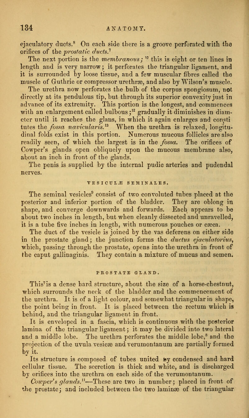 ejaculatory ducts.^ On each side there is a groove perforated with the orifices of the prostatic ducts? The next portion is the memhranous; '° this is eight or ten lines in length and is very narrow; it perforates the triangular ligament, and it is surrounded by loose tissue, and a few muscular fibres called the muscle of Guthrie or compressor urethrae, and also by Wilson's muscle. The urethra now perforates the bulb of the corpus spongiosum, not directly at its pendulous tip, but through its superior convexity just in advance of its extremity. This portion is the longest, and commences with an enlargement called bulbous ;'^ gradually it diminishes in diam- eter until it reaches the glans, in which it again enlarges and con^sti tutes ih% fossa navicularis}^ When the urethra is relaxed, longitu- dinal folds exist in this portion. Numerous mucous follicles are also readily seen, of which the largest is in the fossti. The orifices of Cowper's glands open obliquely upon the mucous membrane also, about an inch in front of the glands. The penis is supplied by the internal pudic arteries and pudendal nerves. VESICUL^ SEMINALES. The seminal vesicles® consist of two convoluted tubes placed at the posterior and inferior portion of the bladder. They are oblong in shape, and converge downwards and forwards. Each appears to be about two inches in length, but when cleanly dissected and unravelled, it is a tube five inches in length, with numerous pouches or casca. The duct of the vesicle is joined by the vas deferens on either side in the prostate gland ; the junction forms the ductus ejaculatorius^ which, passing through the prostate, opens into the urethra in front of the caput gallinaginis. They contain a mixture of mucus and semen. PROS TATE GLAND. This'is a dense hard structure, about the size of a horse-chestnut, which surrounds the neck of the bladder and the commencement of the urethra. It is of a light colour, and somewhat triangular in shape, the point being in front. It is placed between the rectum which ia behind, and the triangular ligament in front. It is enveloped in a fascia, which is continuous with the posterior lamina of the triangular ligament; it may be divided into two lateral and a middle lobe. The urethra perforates the middle lobe,^ and the projection of the uvula vesicae and verumontanum are partially formed by it. Its structure is composed of tubes united K»y condensed and hard cellular tissue. The secretion is thick and white, and is discharged by orifices into the urethra on each side of the verumontanum. Cowper's glands}^—These are two in number; placed in front of the prostate; and included between the two laminae of the triangular