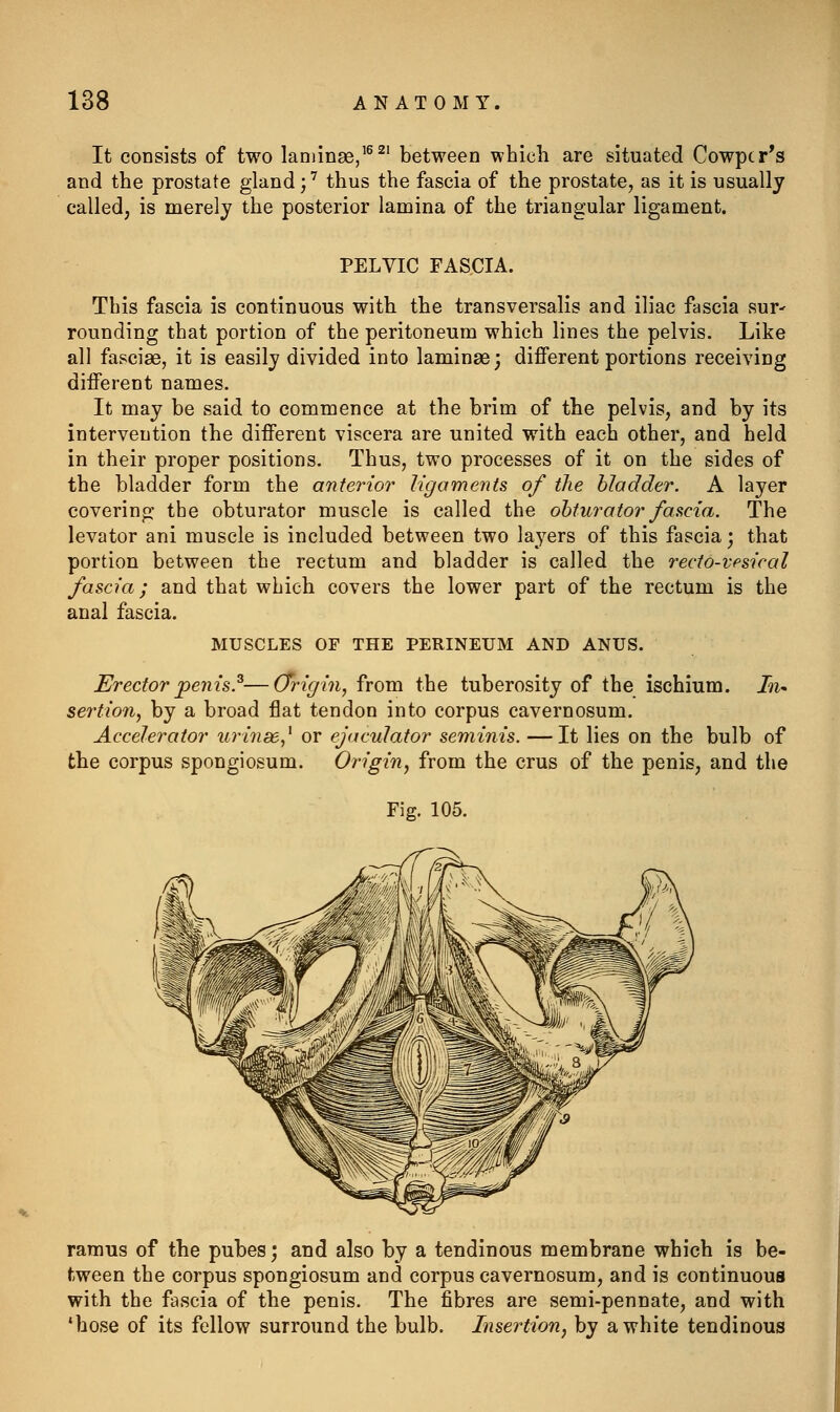 It consists of two laminae,'^ ^' between whicli are situated Cowpcr's and the prostate gland \'^ thus the fascia of the prostate, as it is usually called, is merely the posterior lamina of the triangular ligament. PELVIC FASCIA. This fascia is continuous with the transversalis and iliac fascia sur^ rounding that portion of the peritoneum which lines the pelvis. Like all fasciae, it is easily divided into laminae; different portions receiving different names. It may be said to commence at the brim of the pelvis, and by its intervention the different viscera are united with each other, and held in their proper positions. Thus, two processes of it on the sides of the bladder form the anterior ligaments of the bladder. A layer coverino; the obturator muscle is called the obturator fascia. The levator ani muscle is included between two layers of this fascia; that portion between the rectum and bladder is called the recto-vpsical fascia; and that which covers the lower part of the rectum is the anal fascia. MUSCLES OF THE PERINEUM AND ANUS. In^ Erector penis.^—(Trigin, from the tuberosity of the ischium. sertion, by a broad flat tendon into corpus cavernosum. Accelerator urinde,^ or ejaculator seminis. —It lies on the bulb of the corpus spongiosum. Origin, from the crus of the penis, and the Fig. 105. ramus of the pubes; and also by a tendinous membrane which is be- tween the corpus spongiosum and corpus cavernosum, and is continuous with the fascia of the penis. The fibres are semi-pennate, and with 'hose of its fellow surround the bulb. Insertion, by a white tendinous