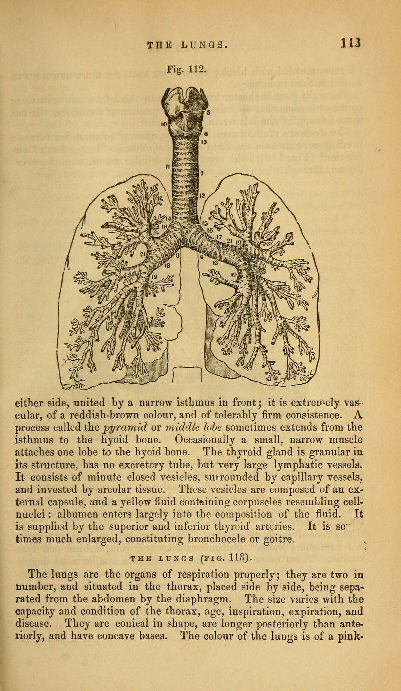 THE LUNG Fig. 112. 113 either side, united by a narrow isthmus in front; it is extreF^ely vas- cular, of a reddish-brown colour, and of tolerably firm consistence. A process called (kQ pyramid or middle lobe sometimes extends from the isthmus to the hyoid bone. Occasionally a small, narrow muscle attaches one lobe to the hyoid bone. The thyroid gland is granular in its structure, has no excretory tube, but very large lymphatic vessels. It consists of minute closed vesicles, surrounded by capillary vessels, and invested by areolar tissue. These vesicles are composed of an ex- ternal capsule, and a yellow fluid containing corpuscles resembling cell- nuclei : albumen enters largely into the composition of the fluid. It is supplied by the superior and inferior thyroid arteries. It is so times much enlarged, constituting bronchocele or goitre. THE LUNGS (PIG. 113). The lungs are the organs of respiration properly; they are two in number, and situated in the thorax, placed side by side, being sepa- rated from the abdomen by the diaphragm. The size varies with the capacity and condition of the thorax, age, inspiration, expiration, and disease. They are conical in shape, are longer posteriorly than ante- riorly, and have concave bases. The colour of the lungs is of a pink-