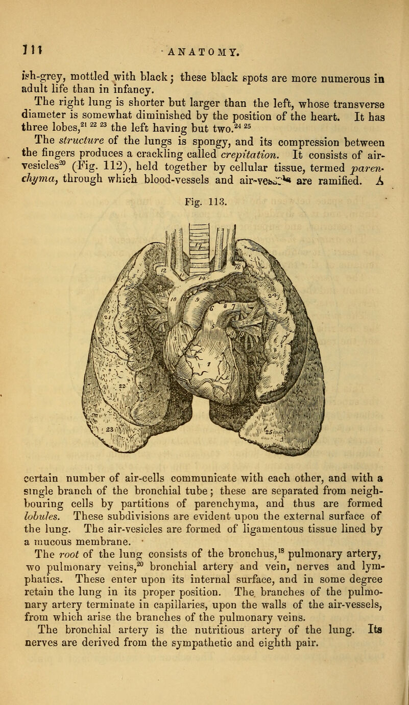 kh-gvej, mottled with black; these black spots are more numerous in adult life than in infancy. The right lung is shorter but larger than the left, whose transverse diameter is somewhat diminished by the position of the heart. It has three lobes^^i 22 23 ^j^^ j^f^ having but two.^^ 25 The structure of the lungs is spongy, and its compression between the fingers produces a crackling called crepitation. It consists of air- vesicles^ (Fig. 112), held together by cellular tissue, termed jparen- chyma, through which blood-vessels and air-ve&i^:** are ramified. A Fig. 113. certain number of air-cells communicate with each other, and with a single branch of the bronchial tube; these are separated from neigh- bouring cells by partitions of parenchyma, and thus are formed lobules. These subdivisions are evident upon the external surface of the lung. The air-vesicles are formed of ligamentous tissue lined by a raucous membrane. • The root of the lung consists of the bronchus,'^ pulmonary artery, wo pulmonary veins,^° bronchial artery and vein, nerves and lym- phatics. These enter upon its internal surface, and in some degree retain the lung in its proper position. The. branches of the pulmo- nary artery terminate in capillaries, upon the walls of the air-vessels, from which arise the branches of the pulmonary veins. The bronchial artery is the nutritious artery of the lung. Its nerves are derived from the sympathetic and eighth pair.