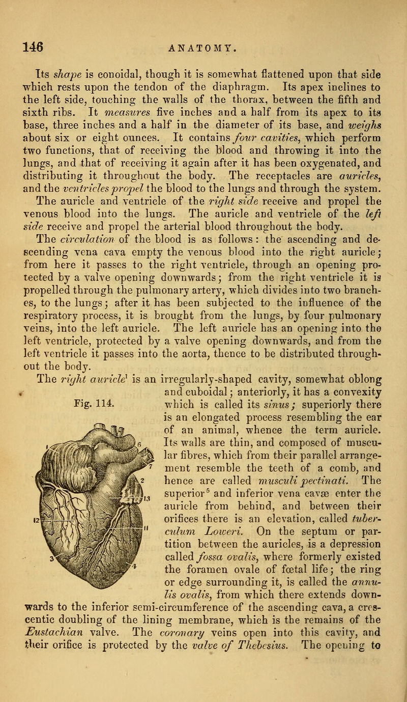 Its shape is conoidal, though it is somewhat flattened upon that side which rests upon the tendon of the diaphragm. Its apex inclines to the left side, touching the walls of the thorax, between the fifth and sixth ribs. It measures five inches and a half from its apex to its base, three inches and a half in the diameter of its base, and weighs about six or eight ounces. It contains/oi/r cavities, which perform two functions, that of receiving the blood and throwing it into the lungs, and that of receiving it again after it has been oxygenated, and distributing it throughout the body. The receptacles are auricles, and the ventricles propel the blood to the lungs and through the system. The auricle and ventricle of the right side receive and propel the venous blood into the lungs. The auricle and ventricle of the left side receive and propel the arterial blood throughout the body. The circidation of the blood is as follows : the ascending and de- scending vena cava empty the venous blood into the right auricle; from here it passes to the right ventricle, through an opening pro- tected by a valve opening downwards; from the right ventricle it is propelled through the pulmonary artery, which divides into two branch- es, to the lungs; after it has been subjected to the influence of the respiratory process, it is brought from the lungs, by four pulmonary veins, into the left auricle. The left auricle has an opening into the left ventricle, protected by a valve opening downwards, and from the left ventricle it passes into the aorta, thence to be distributed through- out the body. The right auricle^ is an irregularly-shaped cavity, somewhat oblong and cuboidal; anteriorly, it has a convexity is an elongated process resembling the ear of an animal, whence the term auricle. Its walls are thin, and composed of muscu- lar fibres, which from their parallel arrange- ment resemble the teeth of a comb, and hence are called r)iusculi pectin a ti. The superior^ and inferior vena cavse enter the auricle from behind, and between their orifices there is an elevation, called tuber- cidum Loiceri. On the septum or par- tition between the auricles, is a depression called/ossa ovalis, where formerly existed the foramen ovale of foetal life; the ring or edge surrounding it, is called the annu- lis ovalis, from which there extends down- wards to tbe inferior semi-circumference of the ascending cava, a cres- centic doubling of the lining membrane, which is the remains of the Eustachian valve. The coronary veins open into this cavity, and tUeir orifice is protected by the valve of Thehesius. The opening to