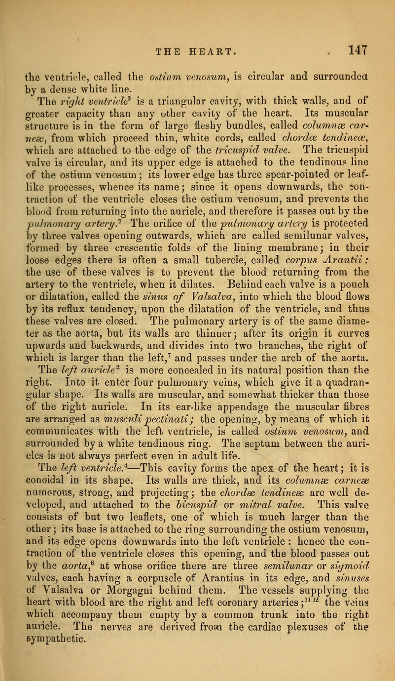 the ventricle, called the ostium vcnosum, is circular and surroundca by a dense white line. The right ventricle^ is a triangular cavity, with thick walls, and of greater capacity than any other cavity of the heart. Its muscular structure is in the form of large fleshy bundles, called columnm car^ nese, from which proceed thin, white cords, called cliordcE tendineoi, which are attached to the edge of the tricuspid valve. The tricuspid valve is circular, and its upper edge is attached to the tendinous line of the ostium venosum ; its lower edge has three spear-pointed or leaf- like processes, whence its name; since it opens downwards, the con- traction of the ventricle closes the ostium venosum, and prevents the blood from returning into the auricle, and therefore it passes out by the fuhnonary artery P The orifice of the pidmonary artery is protected by three valves opening outwards, which are called semilunar valves, formed by three crescentic folds of the lining membrane; in their loose edges there is often a small tubercle, called corpus Arantii: the use of these valves is to prevent the blood returning from the artery to the ventricle, when it dilates. Behind each valve is a pouch or dilatation, called the sinus of Valsalva, into which the blood flows by its reflux tendency, upon the dilatation of the ventricle, and thus these valves are closed. The pulmonary artery is of the same diame- ter as the aorta, but its walls are thinner; after its origin it curves upwards and backwards, and divides into two branches, the right of which is larger than the left,'^ and passes under the arch of the aorta. The left auricle^ is more concealed in its natural position than the right. Into it enter four pulmonary veins, which give it a quadran- gular shape. Its walls are muscular, and somewhat thicker than those of the right auricle. In its ear-like appendage the muscular fibres are arranged as musculipectinati; the opening, by means of which it communicates with the left ventricle, is called ostium venosum, and surrounded by a white tendinous ring. The septum between the auri- cles is not always perfect even in adult life. The left ventricle^—This cavity forms the apex of the heart; it is conoidal in its shape. Its walls are thick, and its columnse carneae numerous, strong, and projecting; the cliordse iendinese are well de- veloped, and attached to the bicuspid or mitral valve. This valve consists of but two leaflets, one of which is much larger than the other; its base is attached to the ring surrounding the ostium venosum, and its edge opens downwards into the left ventricle : hence the con- traction of the ventricle closes this opening, and the blood passes out by the aorta^ at whose orifice there are three semilunar or sigmoid valves, each having a corpuscle of Aran tins in its edge, and siriuses of Valsalva or Morgagni behind them. The vessels supplying the heart with blood are the right and left coronary arteries;^^ the veins which accompany them empty by a common trunk into the right auricle. The nerves are derived from the cardiac plexuses of the sympathetic.