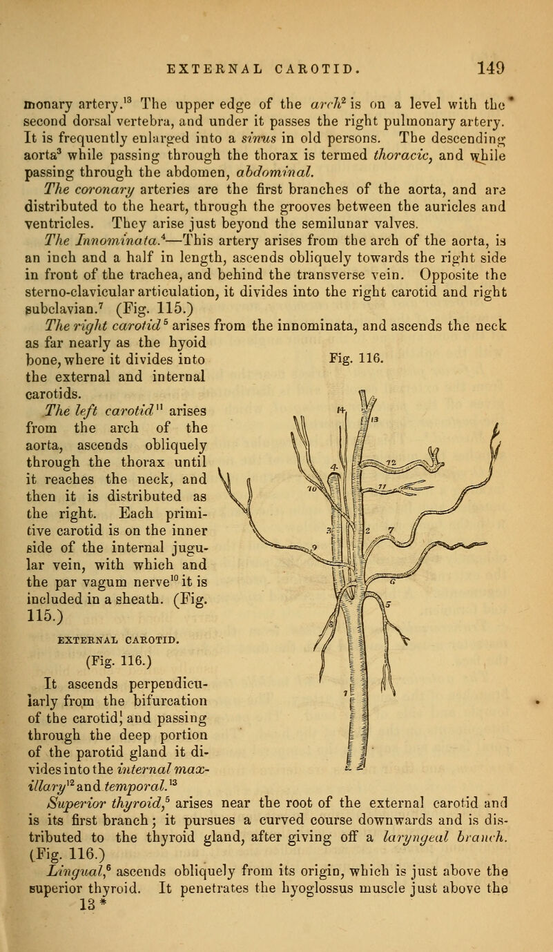 monary artery.''' The upper edge of the arch^ is on a level with the' second dorsal vertebra, and under it passes the right pulmonary artery. It is frequently enlarged into a sin-us in old persons. The descending aorta^ while passing through the thorax is termed thoracic, and \^ile passing through the abdomen, abdominal. The coronary arteries are the first branches of the aorta, and are distributed to the heart, through the grooves between the auricles and ventricles. They arise just beyond the semilunar valves. The Innominata.'^—This artery arises from the arch of the aorta, is an inch and a half in length, ascends obliquely towards the right side in front of the trachea, and behind the transverse vein. Opposite the sterno-clavicular articulation, it divides into the right carotid and right subclavian.'^ (Fig- 115-) The right carotid^ arises from the innominata, and ascends the neck as far nearly as the hyoid bone, where it divides into Fig. 116. the external and internal carotids. The left carotid^^ arises from the arch of the aorta, ascends obliquely through the thorax until it reaches the neck, and then it is distributed as the right. Each primi- tive carotid is on the inner side of the internal jugu- lar vein, with which and the par vagum nerve'° it is included in a sheath, (Em. 115.) ^ ^ EXTERNAL CAROTID. (Fig. 116.) It ascends perpendicu- larly from the bifurcation of the carotid,' and passing through the deep portion of the parotid gland it di- vides into the internal max- illary^^Siud temporaV'^ Superior thyroid,^ arises near the root of the external carotid and is its first branch; it pursues a curved course downwards and is dis- tributed to the thyroid gland, after giving ofi a laryngeal branch. (Fig. 116.) Lingual,^ ascends obliquely from its origin, which is just above the superior thyroid. It penetrates the hyoglossus muscle just above the 13*