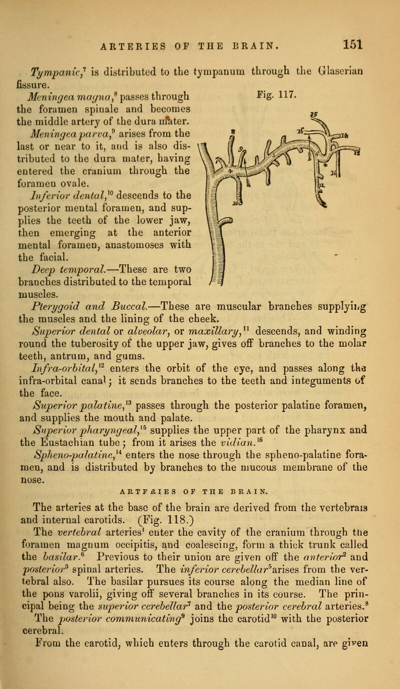 Fig. 117. Tympanic^'' is distributed to the tympanum through the Glaserian fissure. Menimjea magnay^ passes through the foramen spinale and becomes the middle artery of the dura irftiter. Meningea parva,^ arises from the last or near to it, and is also dis- tributed to the dura mater, having entered the cranium through the foramen ovale. hferior dental,^° descends to the posterior mental foramen, and sup- plies the teeth of the lower jaw, then emerging at the anterior mental foramen, anastomoses with the facial. Deep temporal—These are two branches distributed to the temporal muscles. Pterygoid and Buccal.—These are muscular branches supplyii/g the muscles and the lining of the cheek. Superior dental or alveolar^ or maxillary^^^ descends, and winding round the tuberosity of the upper jaw, gives off branches to the molar teeth, antrum, and gums. Infra-orhital,^'^ enters the orbit of the eye, and passes along the infra-orbital canal • it sends branches to the teeth and integuments of the face. Superior palatine, ^^ passes through the posterior palatine foramen, and supplies the mouth and palate. Superior pharyngealy^^ supplies the upper part of the pharynx and the Eustachian tube j from it arises the vidian}^ Splieno-palatine,^'^ enters the nose through the spheno-palatine fora- men, and is distributed by branches to the mucous membrane of the nose. ARTFAIES OP THE BRAIN. The arteries at the base of the brain are derived from the vertebraia and internal carotids. (Fig. 118.) The vertebral arteries' enter the cavity of the cranium through the foramen magnum occipitis, and coalescing, form a thick trunk called the basilar.^ Previous to their union are given off the anterior'^ and posterior^ spinal arteries. The inferior cerebellar^arises from the ver- tebral also. The basilar pursues its course along the median line of the pons varolii, giving off several branches in its course. The prin- cipal being the supeinor cerebellar'' and the posterior cerebral arteries.*' The posterior communicating^ joins the carotid' with the posterior cerebral. From the carotid, which enters through the carotid canal, are given