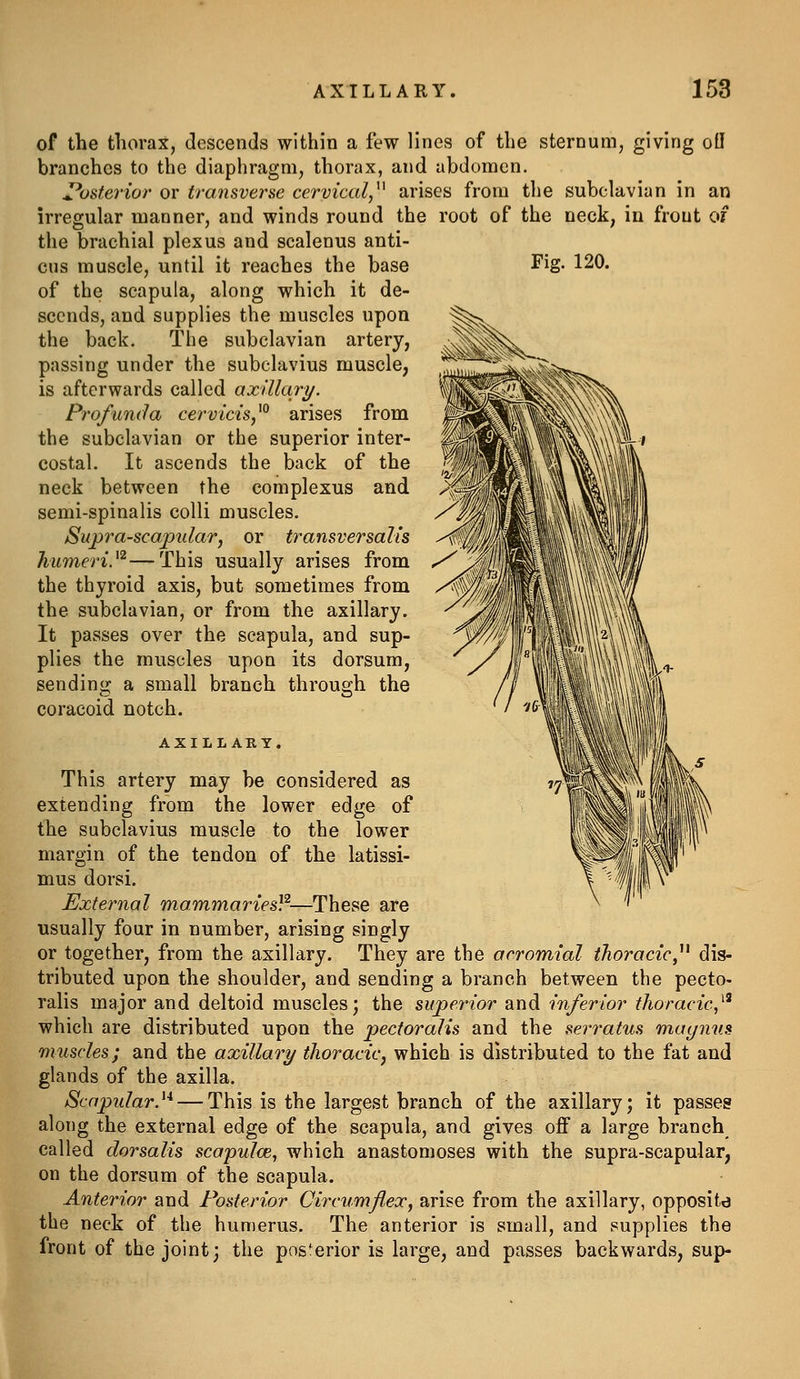 Fig. 120. of the thorax, descends within a few lines of the sternum, giving oil branches to the diaphragm, thorax, and abdomen. Z^osterior or transverse cervical,^^ arises from the subclavian in an irregular manner, and winds round the root of the neck, in front of the brachial plexus and scalenus anti- cus muscle, until it reaches the base of the scapula, along which it de- scends, and supplies the muscles upon the back. The subclavian artery, passing under the subclavius muscle, is afterwards called axUlary. Profunda cervicis,'^^ arises from the subclavian or the superior inter- costal. It ascends the back of the neck between the complexus and semi-spinalis colli muscles. Supra-scapular, or transversalis liumeri.^^—This usually arises from the thyroid axis, but sometimes from the subclavian, or from the axillary. It passes over the scapula, and sup- plies the muscles upon its dorsum, sending a small branch through the coracoid notch. AXILLARY. This artery may be considered as extending from the lower edge of the subclavius muscle to the lower margin of the tendon of the latissi- mus dorsi. External mammaries}^—These are usually four in number, arising singly or together, from the axillary. They are the acromial ihoracic,^^ dis- tributed upon the shoulder, and sending a branch between the pecto- ralis major and deltoid muscles; the superior and inferior fhoracic,^^ which are distributed upon the pecforalis and the seri^atus muynus muscles; and the axillary thoracic, which is distributed to the fat and glands of the axilla. Scapular}^ — This is the largest branch of the axillary; it passes along the external edge of the scapula, and gives off a large branch called clorsalis scapulce, which anastomoses with the supra-scapular, on the dorsum of the scapula. Anterior and Posterior Circumflex, arise from the axillary, oppositd the neck of the humerus. The anterior is small, and supplies the front of the joint; the posterior is large, and passes backwards, sup-