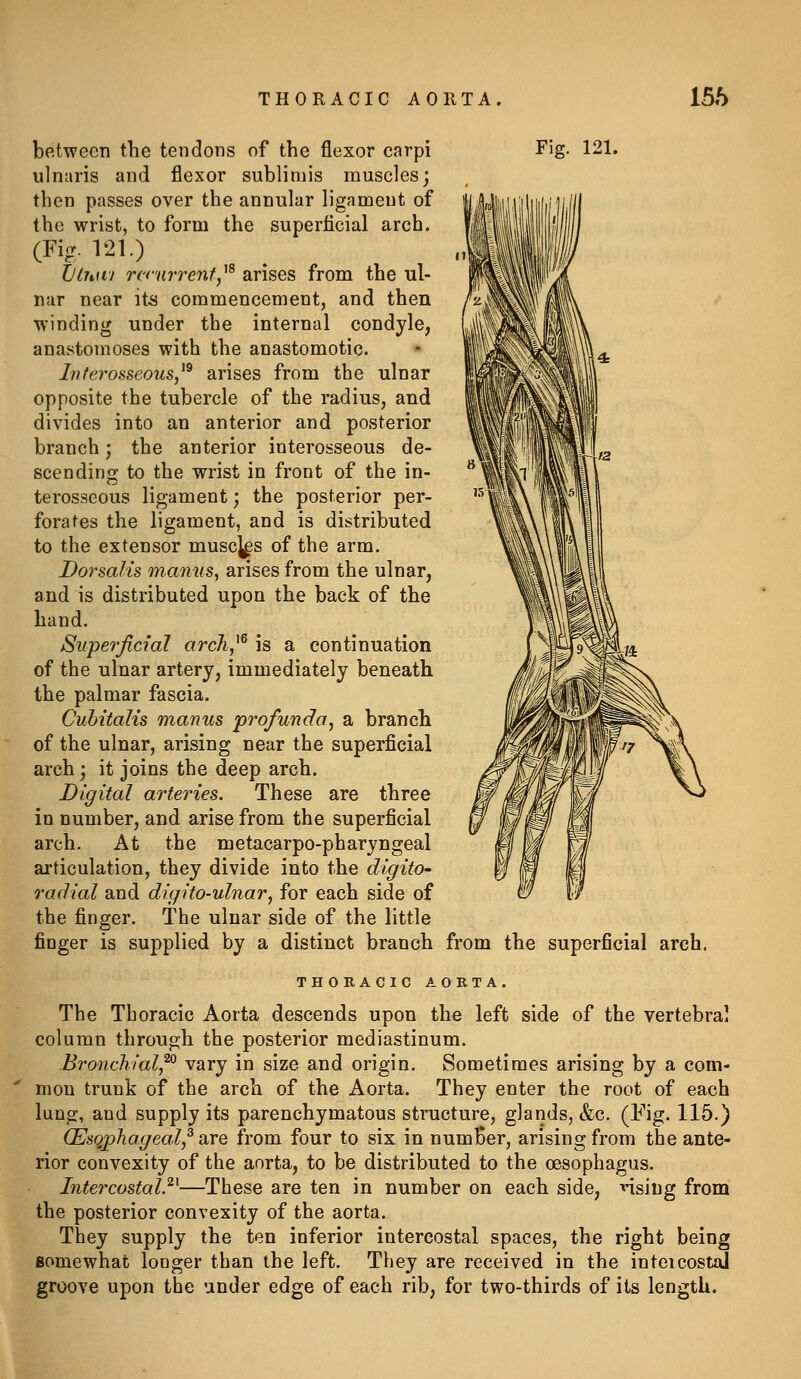 between the tendons of the flexor carpi Fig. 121. ulnaris and flexor subliniis muscles; then passes over the annular ligament of the wrist, to form the superficial arch. (Firr. 121.) iJinm rcnirrent,'*^ arises from the ul- nar near its commencement, and then winding under the internal condyle, anastomoses with the anastomotic. Inferosseous,^^ arises from the ulnar opposite the tubercle of the radius, and divides into an anterior and posterior branch; the anterior interosseous de- scending to the wrist in front of the in- terosseous ligament; the posterior per- forates the ligament, and is distributed to the extensor muscj^s of the arm. Dor salts manus, arises from the ulnar, and is distributed upon the back of the hand. Superficial arch^^^ is a continuation of the ulnar artery, immediately beneath the palmar fascia. Cuhitalis manus profunda, a branch of the ulnar, arising near the superficial arch; it joins the deep arch. Digital arte^^ies. These are three in number, and arise from the superficial arch. At the metacarpo-pharyngeal articulation, they divide into the digitO' radial and digito-ulnar, for each side of the finger. The ulnar side of the little finger is supplied by a distinct branch from the superficial arch. THORACIC AORTA. The Thoracic Aorta descends upon the left side of the vertebral column through the posterior mediastinum. Bronchial,^ vary in size and origin. Sometimes arising by a com- mon trunk of the arch of the Aorta. They enter the root of each lung, and supply its parenchymatous structure, glands, &c. (Fig. 115.) (Esophageal,^ diVQ from four to six in numBer, arising from the ante- rior convexity of the aorta, to be distributed to the oesophagus. Intercostal}^—These are ten in number on each side, nsing from the posterior convexity of the aorta. They supply the ten inferior intercostal spaces, the right being somewhat longer than the left. They are received in the inteicostxd groove upon the under edge of each rib, for two-thirds of its length.