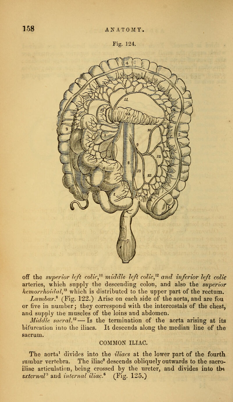 Fig. 124. off the superior left cdlic^^ middle left colic,^^ and inferior left colic arteries, which supply the descending colon, and also the superior hemorrhoidal,^^ which is distributed to the upper part of the rectum. Lumbar.^ (Fig. 122.) Arise on each side of the aorta, and are fou or five in number; they correspond with the intercostals of the chest, and supply the muscles of the loins and abdomen. Middle sacral?'^—Is the termination of the aorta arising at its bifurcation into the iliacs. It descends along the median line of the sacrum. COMMON ILIAC. The aorta' divides into the iliacs at the lower part of the fourth lurabar vertebra. The iliac^ descends obliquely outwards to the sacro- iliac articulation, being crossed by the ureter, and divides into tin zxternaP and internal iliac.^ (^ig- 125.)