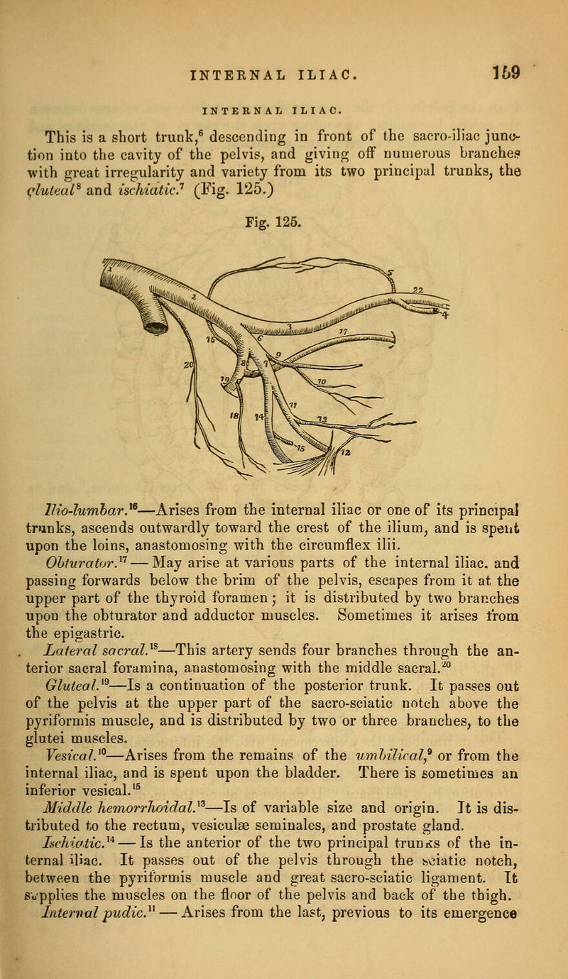 INTERNAL ILIAC. 169 INTERNAL ILIAC. This is a short trunk,^ descending in front of the sacroiliac junc- tion into the cavity of the pelvis, and giving off numerous branches with great irregularity and variety from its two principal trunks, the (^luteal^ and ischiaticP (Fig. 125.) Fig. 126. lUo-lumhar}^—Arises from the internal iliac or one of its principal trunks, ascends outwardly toward the crest of the ilium, and is spent upon the loins, anastomosing with the circumflex ilii. Ohiurator}'^ — May arise at various parts of the internal iliac, and passing forwards below the brim of the pelvis, escapes from it at the upper part of the thyroid foramen; it is distributed by two branches upon the obturator and adductor muscles. Sometimes it arises from the epigastric. Lateral sacral}'^—This artery sends four branches through the an- terior sacral foramina, anastomosing with the middle sacral.^° Gluteal.^^—Is a continuation of the posterior trunk. It passes out of the pelvis at the upper part of the sacro-sciatic notch above the pyriformis muscle, and is distributed by two or three branches, to the glutei muscles. Vesical.^^—Arises from the remains of the umhilical^ or from the internal iliac, and is spent upon the bladder. There is sometimes an inferior vesical.'^ Middle hemorrTioidal.^^—Is of variable size and origin. It is dis- tributed to the rectum, vesiculas seminales, and prostate gland. Ischiotic.^'^ — Is the anterior of the two principal trunks of the in- ternal iliac. It passes out of the pelvis through the boiatic notch, between the pyriformis muscle and great sacro-sciatic ligament. It Supplies the muscles on the floor of the pelvis and back of the thigh. Interval pudic}^ — Arises from the last, previous to its emergence