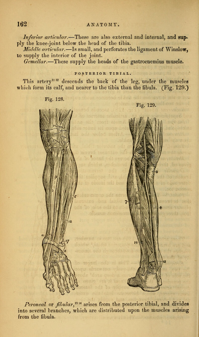 Inferior articular.—These are also external and internal^ and sup- ply the knee-joint below the head of the tibia. Middle articular.—Is small, and perforates the ligament of Winslow, to supply the interior of the joint. Gemellar.—These supply the heads of the gastrocnemius muscle. POSTERIOK TIBIAL, This artery '^ descends the back of the leg, under the muscles 'hich form its calf, and nearer to the tibia than the fibula. (Fig. 129.) Fig. 129. Peroneal or fihular,^^^^ arises from the posterior tibial, and divides into several branches, which are distributed upon the muscles arising from the fibula.