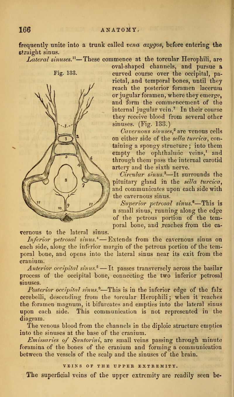 Fig. 133. frequently unite into a trunk called vena azygoSj before entering the Btjaight sinus. Lateral sinuses?^—These commence at the torcular Herophili, are oval-shaped channels, and pursue a curved course over the occipital, pa- rietal, and temporal bones, until they reach the posterior foramen lacerum or jugular foramen, where they emerge, and form the commencement of tho internal jugular vein.' In their course they receive blood from several other sinuses. (Fig. 133.) Cavernous shivsea,^ are venous cells on either side of the sella turcica, con- taining a spongy structure; into them empty the ophthalmic veins,' and through them pass the internal carotid artery and the sixth nerve. Circular shius.^—It surrounds the pituitary gland in the sella turcica, and communicates upon each side with the cavernous sinus. Superior petrosal sinus.^—This is a small sinus, running along the edge of the petrous portion of the tem- poral bone, and .reaches from the ca- vernous to the lateral sinus. Inferior petrosal sinus^ — Extends from the cavernous sinus on each side, along the inferior margin of the petrous portion of the tem- poral bone, and opens into the lateral sinus near its exit from the cranium. Anterior occipital sinus} — It passes transversely across the basilar process of the occipital bone, connecting the two inferior petrosal sinuses. Posterior occipital sinus.^—This is in the inferior edge of the falx cerebelli, descending from the torcular Herophili; when it reaches the foramen magnum, it bifurcates and empties into the lateral sinus upon each side. This communication is not represented in the diagram. The venous blood from the channels in the diploic structure empties into the sinuses at the base of the cranium. Emissaries of Santorini, are small veins passing through minute foramina of the bones of the cranium and forming a communication between the vessels of the scalp and the sinuses of the brain. VEINS OF THE UPPER EXTREMITY. The superficial veins of the upper extremity are readily seen be-