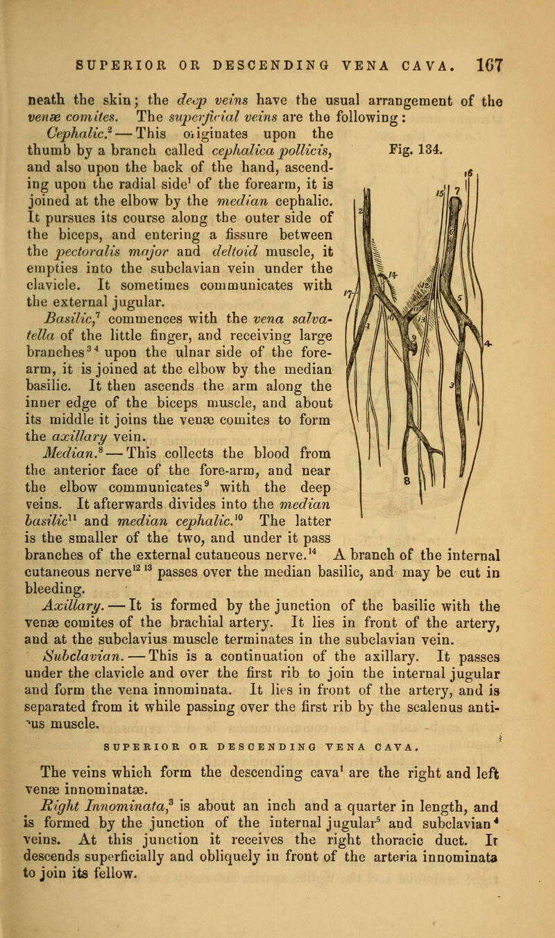 SUPERIOR OR DESCENDING VENA CAVA 1G7 neath the skin; the deep veins have the usual arrangement of the venae comites. The superjicial veins are the following : Cephalic.^ — This oiiginates upon the thumb by a branch called cephalica pollicis, Fig. 134. and also upon the back of the hand, ascend- ing upon the radial side' of the forearm, it is joined at the elbow by the median cephalic. It pursues its course along the outer side of the biceps, and entering a fissure between the pectoralis major and deltoid muscle, it empties into the subclavian vein under the clavicle. It sometimes communicates with the external jugular. Basilic^'' commences with the vena salva- tella of the little finger, and receiving large branches^'' upon the ulnar side of the fore- arm, it is joined at the elbow by the median basilic. It then ascends the arm along the inner edge of the biceps muscle, and about its middle it joins the venae comites to form the axillary vein. Median.^ — This collects the blood from the anterior face of the fore-arm, and near the elbow communicates® with the deep veins. It afterwards divides into the median hasilic^^ and median cephalic.^° The latter is the smaller of the two, and under it pass branches of the external cutaneous nerve.'^ A branch of the internal cutaneous nerve'^ '^ passes over the median basilic, and may be cut in bleeding. Axillary. — It is formed by the junction of the basilic with the venae comites of the brachial artery. It lies in front of the artery, and at the subclavius muscle terminates in the subclavian vein. Subclavian. — This is a continuation of the axillary. It passes under the clavicle and over the first rib to join the internal jugular and form the vena innominata. It lies in front of the artery, and is separated from it while passing over the first rib by the scalenus anti- ■'us muscle. i SUPERIOK OR DESCENDING VENA CAVA. The veins which form the descending cava' are the right and left venae innominatae. Eight Innominata,^ is about an inch and a quarter in length, and is formed by the junction of the internal jugular^ and subclavian* veins. At this junction it receives the right thoracic duct. Ir descends superficially and obliquely in front of the arteria innominata to join its fellow.