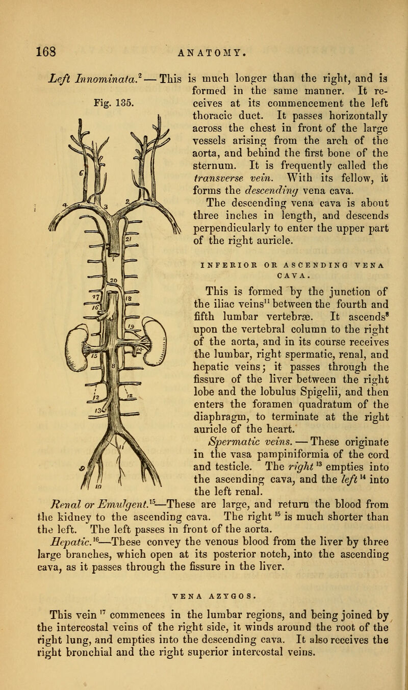 Left Innominata. Fig. 135. This is much longer than the right, and 13 formed in the same manner. It re- ceives at its commencement the left thoracic duct. It passes horizontally across the chest in front of the large vessels arising from the arch of the aorta, and behind the first bone of the sternum. It is frequently called the transverse vein. With its fellow, it forms the descending vena cava. The descending vena cava is about three inches in length, and descends perpendicularly to enter the upper part of the right auricle. INFERIOR OR ASCENDING VENA CAVA. This is formed by the junction of the iliac veins between the fourth and fifth lumbar vertebrae. It ascends' upon the vertebral column to the right of the aorta, and in its course receives the lumbar, right spermatic, renal, and hepatic veins; it passes through the fissure of the liver between the right lobe and the lobulus Spigelii, and then enters the foramen quadratum of the diaphragm, to terminate at the right auricle of the heart. Spermatic veins. — These originate in the vasa pampiniformia of the cord and testicle. The right ^^ empties into the ascending cava, and the left into the left renal. Renal or Emulgent.^^—These are large, and return the blood from tlie kidney to the ascending cava. The right '^ is much shorter than the left. The left passes in front of the aorta. Eepatic.^^—These convey the venous blood from the liver by three large branches, which open at its posterior notch, into the ascending cava, as it passes through the fissure in the liver. VENA AZYGO S This vein commences in the lumbar regions, and being joined by the intercostal veins of the right side, it winds around the root of the right lung, and empties into the descending cava. It also receives the right bronchial and the right superior intercostal veins.