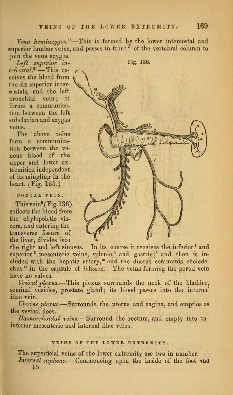 Vena hemiazygos.^^—This is formed by the lower iutercostal and superior lumbar veins, and passes in front ^° of the vertebral column to join the vena azygos. Left superior in- Fig. 136. tcrcostal.'^^ — This re- ceives the blood from the six superior inter- »^stals, and the left bronchial vein) it forms a communica- tion between the left Bubclavian and azygos veins. The above veins form a communica- tion between the ve- nous blood of the upper and lower ex- tremities, independent of its mingling in the heart. (Fig. 135.) PORTAL VEIN. Thisvein»(Fig.l36) collects the blood from the chylopoietic vis- cera, and entering the transverse fissure of the liver, divides into the right and left sinuses. In its course it receives the inferior' and superior® mesenteric veins, splenic,^ and gastric-^ and then is in- cluded with the hepatic artery,' and the ductus communis choledo- chus  in the capsule of Glisson. The veins forming the portal vein have no valves. Vesical plexus.—This plexus surrounds the neck of the bladder, seminal vesicles, prostate gland ] its blood passes into the interna' iliac vein. Uterine plexus.—Surrounds the uterus and vagina, and empties as the vesical does. HaemorrJioidal veins.—Surround the rectum, and empty into \h inferior mesenteric and internal iliac veins. VEINS OF THE LOWER EXTREMITY. The superficial veins of the lower extremity arje two in number. Internal saphena.—Commencing upon the inside of the foot und 15