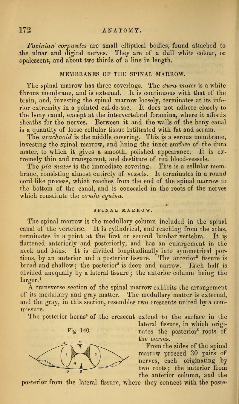 Pacinian corpuscles are small elliptical bodies, found attached to the ulnar and digital nerves. They are of a dull white colour, or opalescent, and about two-thirds of a line in length. MEMBRANES OF THE SPINAL MAEROW. The spinal marrow has three coverings. The dura mater is a white fibrous membrane, and is external. It is continuous with that of the brain, and, investing the spinal marrow loosely, terminates at its infe- rior extremity in a pointed cul-de-sac. It does not adhere closely to the bony canal, except at the intervertebral foramina, where it affords sheaths for the nerves. Between it and the walls of the bony canal is a quantity of loose cellular tissue infiltrated with fat and serum. The arachnoid is the middle covering. This is a serous membrane, investing the spinal marrow, and lining the inner surface of the dura mater, to which it gives a smooth, polished appearance. It is ex- tremely thin and transparent, and destitute of red blood-vessels. The pia mater is the immediate covering. This is a cellular mem- brane, consisting almost entirely of vessels. It terminates in a round cord-like process, which reaches from the end of the spinal marrow to the bottom of the canal, and is concealed in the roots of the nerves which constitute the cauda equina. SPINAL MARROW. The spinal marrow is the medullary column included in the spinal canal of the vertebrae. It is cylindrical, and reaching from the atlas, terminates in a point at the first or second lumbar vertebra. It is flattened anteriorly and posteriorly, and has an enlargement in the neck and loins. It is divided longitudinally into symmetrical por- tions, by an anterior and a posterior fissure. The anterior^ fissure is broad and shallow; the posterior^ is deep and narrow. Each half is divided unequally by a lateral fissure; the anterior column being the larger.^ A transverse section of the spinal marrow exhibits the arrangement of its medullary and gray matter. The medullary matter is external, and the gray, in this section, resembles two crescents united by a com- missure. The posterior horns* of the crescent extend to the surface in the lateral fissure, in which origi- Fig. 140. nates the posterior^ roots of ^ the nerves. From the sides of the spinal marrow proceed 30 pairs of nerves, each originating by two roots; the anterior from the anterior column, and the posterior from the lateral fissure, where they connect with the poste-