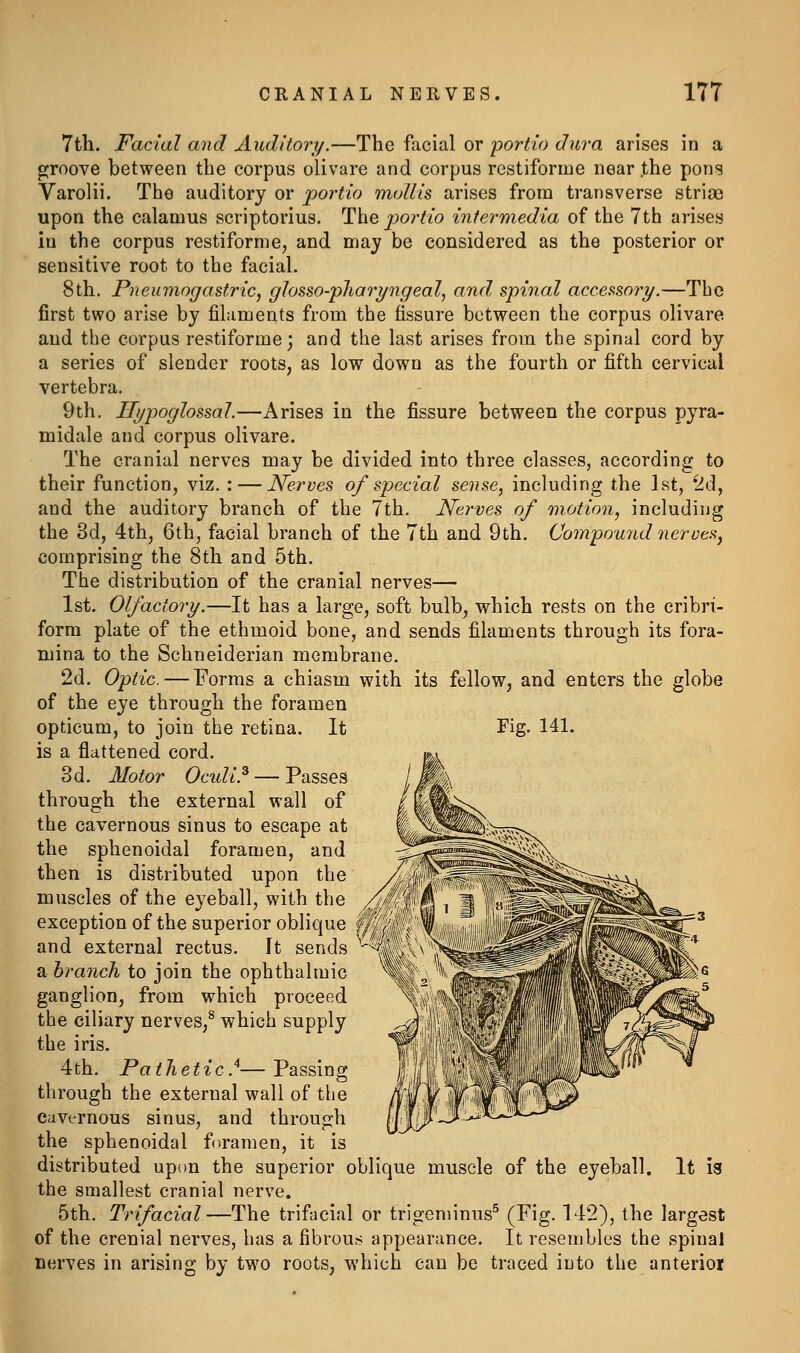 7tli. Facial and Auditory.—The facial or portio dura arises in a p;roove between the corpus olivare and corpus restiforme near .the pons Varolii. The auditory or portio mollis arises from transverse striae upon the calamus scriptorius. The jjortio intermedia of the 7th arises in the corpus restiforme, and may be considered as the posterior or sensitive root to the facial. 8th. Pneumogastricj glosso-pharyngeal, and spinal accessory.—Tbc first two arise by filaments from the fissure between the corpus olivare and the corpus restiforme 3 and the last arises from the spinal cord by a series of slender roots, as low down as the fourth or fifth cervical vertebra. 9th. Hypoglossal.—Arises in the fissure between the corpus pyra- midale and corpus olivare. The cranial nerves may be divided into three classes, according to their function, viz. : — Nerves of special sense, including the 1st, 2d, and the auditory branch of the 7th. Nerves of motion, including the 3d, 4th, 6th, facial branch of the 7th and 9th. Compoiind nerves, comprising the 8th and 5th. The distribution of the cranial nerves— 1st. Olfactory.—It has a large, soft bulb, which rests on the cribri- form plate of the ethmoid bone, and sends filaments through its fora- mina to the Schneiderian membrane. 2d. Optic. — Forms a chiasm with its fellow, and enters the globe of the eye through the foramen It Fig. 141. opticum, to join the retina. is a flattened cord. 3d. Motor Ocidi.^ — Passes through the external wall of the cavernous sinus to escape at the sphenoidal foramen, and then is distributed upon the muscles of the eyeball, with the exception of the superior oblique and external rectus. It sends a branch to join the ophthalmic ganglion, from which proceed the ciliary nerves,^ which supply the iris. 4th. Pathetic.^—Passing through the external wall of the cavernous sinus, and through the sphenoidal foramen, it is distributed upon the superior oblique muscle of the eyeball. It is the smallest cranial nerve. 5th, Trifacial—The trifacial or trigeminus^ (I^^g- ^^^2), the largest of the crenial nerves, has a fibrous appearance. It resembles the spinal nerves in arising by two roots, which can be traced into the anterior