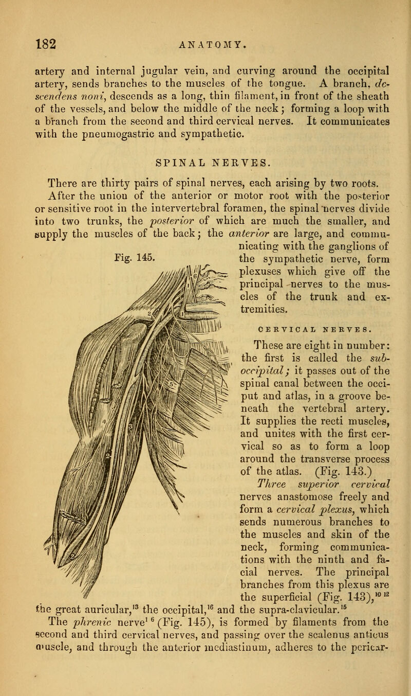 artery and internal jugular vein, and curving around the occipital artery, sends branches to the muscles of the tongue. A branch, dc- scendens noni, descends as a long, thin filament, in front of the sheath of the vessels, and below the middle of the neck; forming a loop with a branch from the second and third cervical nerves. It communicates with the pneumogastric and sympathetic. SPINAL NERVES. There are thirty pairs of spinal nerves, each arising by two roots. After the union of the anterior or motor root with the posterior or sensitive root in the intervertebral foramen, the spinalnerves divide into two trunks, the posterior of which are much the smaller, and supply the muscles of the backj the anterior are large, and commu- nicating with the ganglions of the sympathetic nerve, form Fig. 145. plexuses which give off the principal nerves to the mus- cles of the trunk and ex- tremities. CERVICAL NERVE S. These are eight in number: the first is called the sub- occipital; it passes out of the spinal canal between the occi- put and atlas, in a groove be- neath the vertebral artery. It supplies the recti muscles, and unites with the first cer- vical so as to form a loop around the transverse process of the atlas. (Fig. 143.) Three superior cervical nerves anastomose freely and form a cervical plexus, which sends numerous branches to the muscles and skin of the neck, forming communica- tions with the ninth and fa- cial nerves. The principal branches from this plexus are the superficial (Fig. 143)/«'2 the great auricular,'^ the occipital,'^ and the supra-clavicular.'^ The phrenic nerve' ^ (Fig, 145), is formed by filaments from the second and third cervical nerves, and passing over the scalenus anticus muscle, and through the anterior mediastinum, adheres to the pcricar-