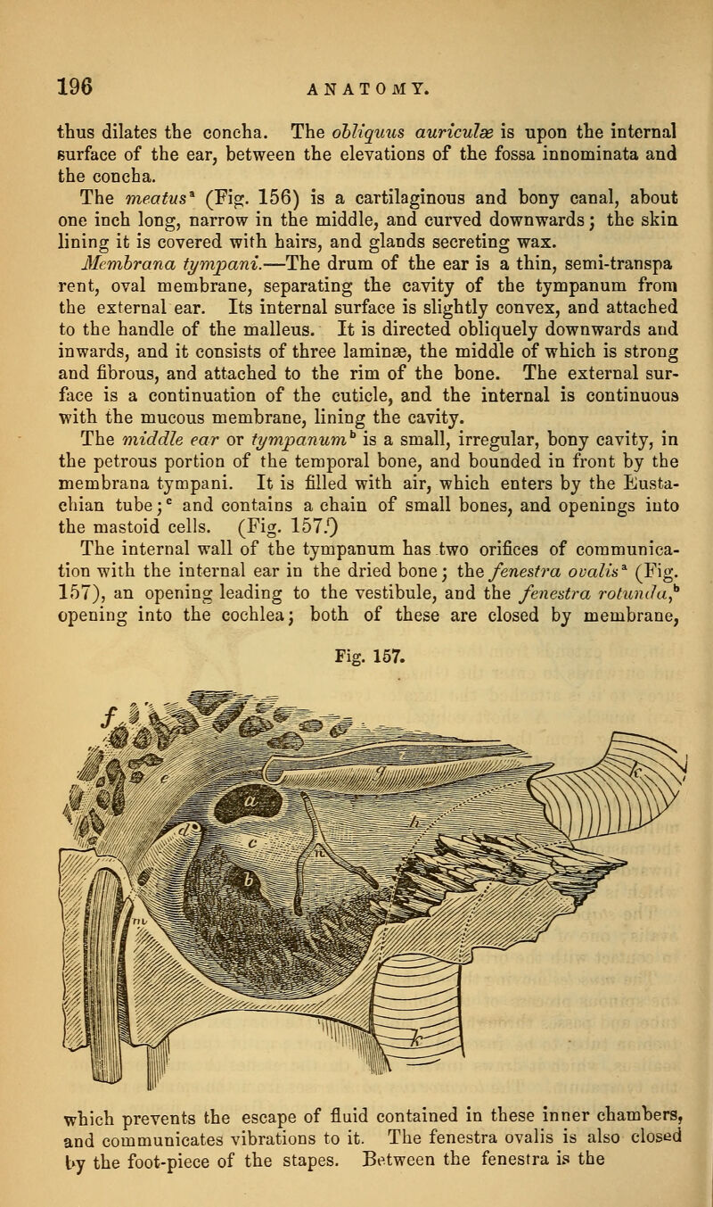 thus dilates the concha. The obliquus auriculse is upon the internal surface of the ear, between the elevations of the fossa innominata and the concha. The meatus'' (Fig. 156) is a cartilaginous and bony canal, about one inch long, narrow in the middle, and curved downwards j the skia lining it is covered with hairs, and glands secreting wax. Membrana tympani.—The drum of the ear is a thin, semi-transpa rent, oval membrane, separating the cavity of the tympanum from the external ear. Its internal surface is slightly convex, and attached to the handle of the malleus. It is directed obliquely downwards and inwards, and it consists of three laminae, the middle of which is strong and fibrous, and attached to the rim of the bone. The external sur- face is a continuation of the cuticle, and the internal is continuous with the mucous membrane, lining the cavity. The middle ear or tympanum^ is a small, irregular, bony cavity, in the petrous portion of the temporal bone, and bounded in front by the membrana tympani. It is filled with air, which enters by the Eusta- chian tube; ^ and contains a chain of small bones, and openings into the mastoid cells. (Fig. 157.') The internal wall of the tympanum has two orifices of communica- tion with the internal ear in the dried bone; t)ie fenestra ovalis^ (Fig- 157), an opening leading to the vestibule, and the fene&tra rotunda^ opening into the cochlea; both of these are closed by membrane, Fig. 157. which prevents the escape of fluid contained in these inner chambers, and communicates vibrations to it. The fenestra ovaiis is also closed by the foot-piece of the stapes. Between the fenestra is the