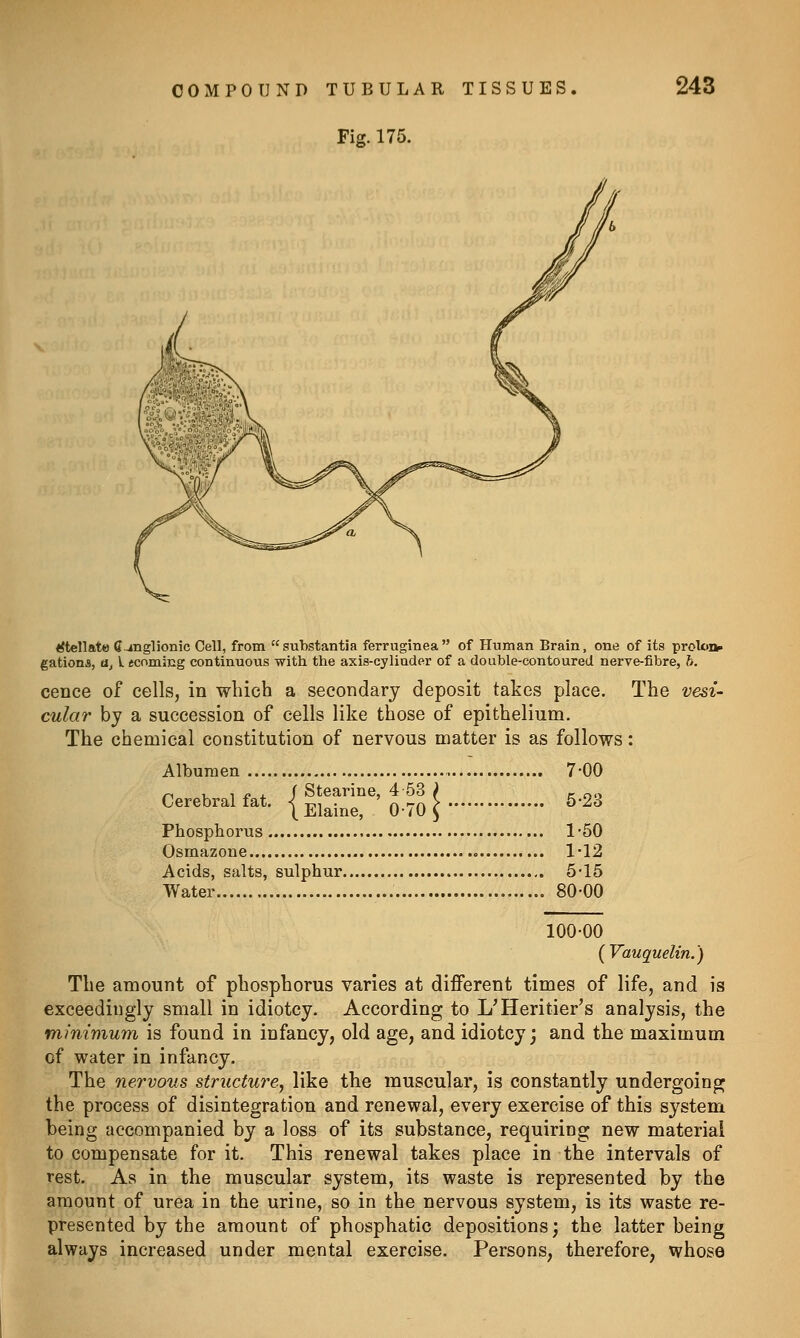 Fig. 175. tJtellate Ganglionic Cell, from substantia ferruginea of Human Brain, one of its prolo» gationa, a^ V ecoming continuous with the axis-cylinder of a double-contoured nerve-fibre, ft, cence of cells, in which a secondary deposit takes place. The vesi- cular by a succession of cells like those of epithelium. The chemical constitution of nervous matter is as follows: Albumen 7-00 r^ u 1 ^ i f Stearine, 4 53 > ^ oo Cerebral fat. ■{ -r,-, . nra)' 5-23 j Stearine, 4 53 ) \ Elaine, 0-70 ^ Phosphorus 1-50 Osmazone « 1-12 Acids, salts, sulphur 5-15 Water 80-00 100-00 (Vauquelin.) The amount of phosphorus varies at different times of life, and is exceedingly small in idiotcy. According to UHeritier's analysis, the minimum is found in infancy, old age, and idiotcy; and the maximum of water in infancy. The nervous structure, like the muscular, is constantly undergoing the process of disintegration and renewal, every exercise of this system being accompanied by a loss of its substance, requiring new material to compensate for it. This renewal takes place in the intervals of rest. As in the muscular system, its waste is represented by the amount of urea in the urine, so in the nervous system, is its waste re- presented by the amount of phosphatic depositions; the latter being always increased under mental exercise. Persons, therefore, whose