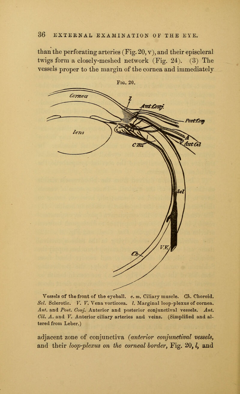 than the perforating arteries (Fig. 20, v), and their episcleral twigs form a closely-meshed network (Fig. 24). (3) The vessels proper to the margin of the cornea and immediately Pasti^nf Vessels of the front of the eyeball, c. m. Ciliary muscle. Ch. Choroid. Scl. Sclerotic. V. Y. Vena vorticosa. I. Marginal loop-plexus of cornea. Ant. and Post. Gonj. Anterior and posterior conjunctival vessels. Ant. Oil. A. and V. Anterior ciliary arteries and veins. (Simplified and al- tered from Leber.) adjacent zone of conjunctiva (anterior conjunctival vessels, and their loop-plexus on the corneal border, Fig. 20, lt and