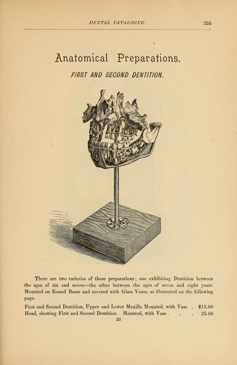 Anatomical Preparations. FIRST AND SECOND DENTITION. There are two varieties of these preparations; one exhibiting Dentition between the ages of six and seven—the other between the ages of seven and eight years. Mounted on Round Bases and covered with Glass Vases, as illustrated on the following page. First and Second Dentition, Upper and Lower Maxilla Mounted, with Vase . $15.00 Head, showing First and Second Dentition. Mounted, with Vase . . . 25.00 23