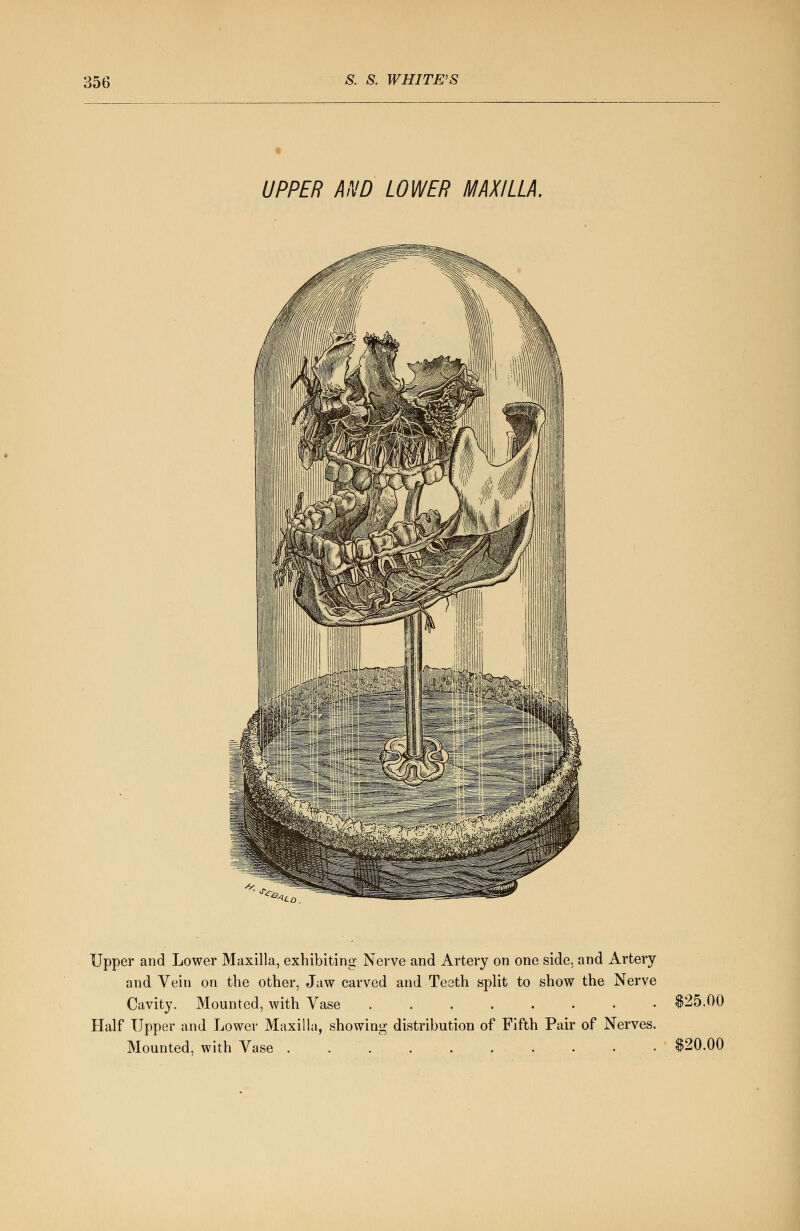 UPPER AND LOWER MAXILLA. *«LO. Upper and Lower Maxilla, exhibiting Nerve and Artery on one side, and Artery and Vein on the other, Jaw carved and Teeth split to show the Nerve Cavity. Mounted, with Vase $25.00 Half Upper and Lower Maxilla, showing distribution of Fifth Pair of Nerves. Mounted, with Vase . . / $20.00