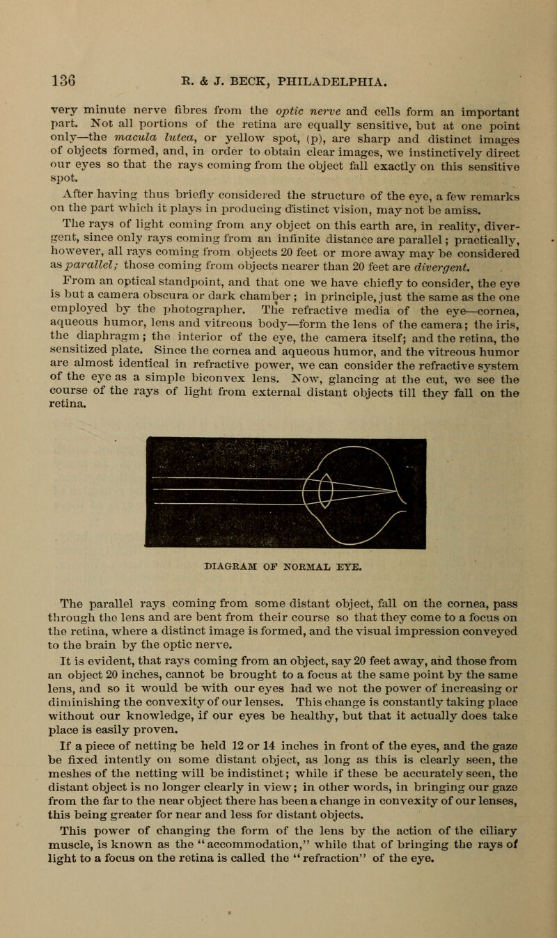 very minute nerve fibres from the optic nerve and cells form an important part. Not all portions of the retina are equally sensitive, but at one point only—the macula lutea, or yellow spot, (p), are sharp and distinct images of objects formed, and, in order to obtain clear images, we instinctively direct our eyes so that the rays coming from the object fall exactly on this sensitive spot. After having thus briefly considered the structure of the eye, a few remarks on the part which it plays in producing distinct vision, may not be amiss. The rays of light coming from any object on this earth are, in reality, diver- gent, since only rays coming from an infinite distance are parallel; practically, however, all rays coming from objects 20 feet or more away may be considered as parallel; those coming from objects nearer than 20 feet are divergent. From an optical standpoint, and that one we have chiefly to consider, the eye is but a camera obscura or dark chamber ; in principle, just the same as the one employed by the photographer. The refractive media of the eye—cornea, aqueous humor, lens and vitreous body—form the lens of the camera; the iris, the diaphragm ; the interior of the eye, the camera itself; and the retina, the sensitized plate. Since the cornea and aqueous humor, and the vitreous humor are almost identical in refractive power, we can consider the refractive system of the eye as a simple biconvex lens. Now, glancing at the cut, we see the course of the rays of light from external distant objects till they fall on the retina. DIAGRAM OF NORMAL EYE. The parallel rays coming from some distant object, fall on the cornea, pass through the lens and are bent from their course so that they come to a focus on the retina, where a distinct image is formed, and the visual impression conveyed to the brain by the optic nerve. It is evident, that rays coming from an object, say 20 feet away, and those from an object 20 inches, cannot be brought to a focus at the same point by the same lens, and so it would be with our eyes had we not the power of increasing or diminishing the convexity of our lenses. This change is constantly taking place without our knowledge, if our eyes be healthy, but that it actually does take place is easily proven. If a piece of netting be held 12 or 14 inches in front of the eyes, and the gaze be fixed intently on some distant object, as long as this is clearly seen, the meshes of the netting will be indistinct; while if these be accurately seen, the distant object is no longer clearly in view; in other words, in bringing our gaze from the far to the near object there has been a change in convexity of our lenses, this being greater for near and less for distant objects. This power of changing the form of the lens by the action of the ciliary muscle, is known as the accommodation, while that of bringing the rays of light to a focus on the retina is called the  refraction of the eye.