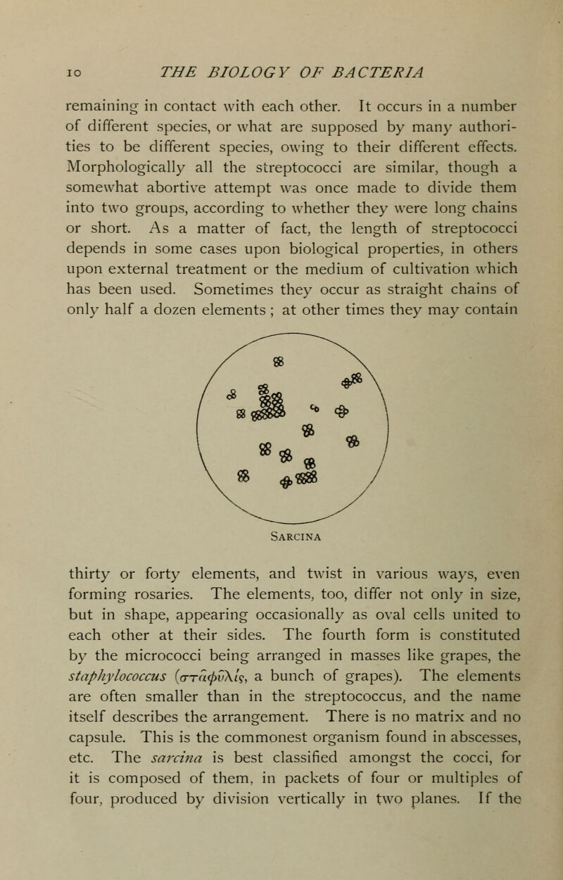 remaining in contact with each other. It occurs in a number of different species, or what are supposed by many authori- ties to be different species, owing to their different effects. Morphologically all the streptococci are similar, though a somewhat abortive attempt was once made to divide them into two groups, according to whether they were long chains or short. As a matter of fact, the length of streptococci depends in some cases upon biological properties, in others upon external treatment or the medium of cultivation which has been used. Sometimes they occur as straight chains of only half a dozen elements ; at other times they may contain Sarcina thirty or forty elements, and twist in various ways, even forming rosaries. The elements, too, differ not only in size, but in shape, appearing occasionally as oval cells united to each other at their sides. The fourth form is constituted by the micrococci being arranged in masses like grapes, the staphylococcus (o-racpuXlg, a bunch of grapes). The elements are often smaller than in the streptococcus, and the name itself describes the arrangement. There is no matrix and no capsule. This is the commonest organism found in abscesses, etc. The sarcina is best classified amongst the cocci, for it is composed of them, in packets of four or multiples of four, produced by division vertically in two planes. If the