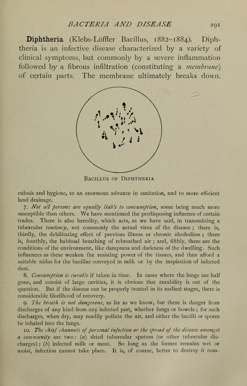 Diphtheria (Klebs-Loffler Bacillus, 1882-1884). Diph- theria is an infective disease characterized by a variety of clinical symptoms, but commonly by a severe inflammation followed by a fibrous infiltration (constituting a membrane) of certain parts. The membrane ultimately breaks down. Bacillus of Diphtheria culosis and hygiene, to an enormous advance in sanitation, and to more efficient land drainage. 7. Not all persons are equally liable to consumption, some being much more susceptible than others. We have mentioned the predisposing influence of certain trades. There is also heredity, which acts, as we have said, in transmitting a tubercular tendency, not commonly the actual virus of the disease ; there is, thirdly, the debilitating effect of previous illness or chronic alcoholism ; there is, fourthly, the habitual breathing of rebreathed air ; and, fifthly, there are the conditions of the environment, like dampness and darkness of the dwelling. Such influences as these weaken the resisting power of the tissues, and thus afford a suitable nidus for the bacillus conveyed in milk or by the inspiration of infected dust. 8. Consumption is curable if taken in time. In cases where the lungs are half gone, and consist of large cavities, it is obvious that curability is out of the question. But if the disease can be properly treated in its earliest stages, there is considerable likelihood of recovery. 9. The breath is not dangerous, as far as we know, but there is danger from discharges of any kind from any infected part, whether lungs or bowels; for such discharges, when dry, may readily pollute the air, and either the bacilli or spores be inhaled into the lungs. 10. The chief channels of personal infection or the spread of the disease amongst a community are two : (a) dried tubercular sputum (or other tubercular dis- charges) ; (b) infected milk or meat. So long as the former remains wet or moist, infection cannot take place. It is, of course, better to destroy it com-