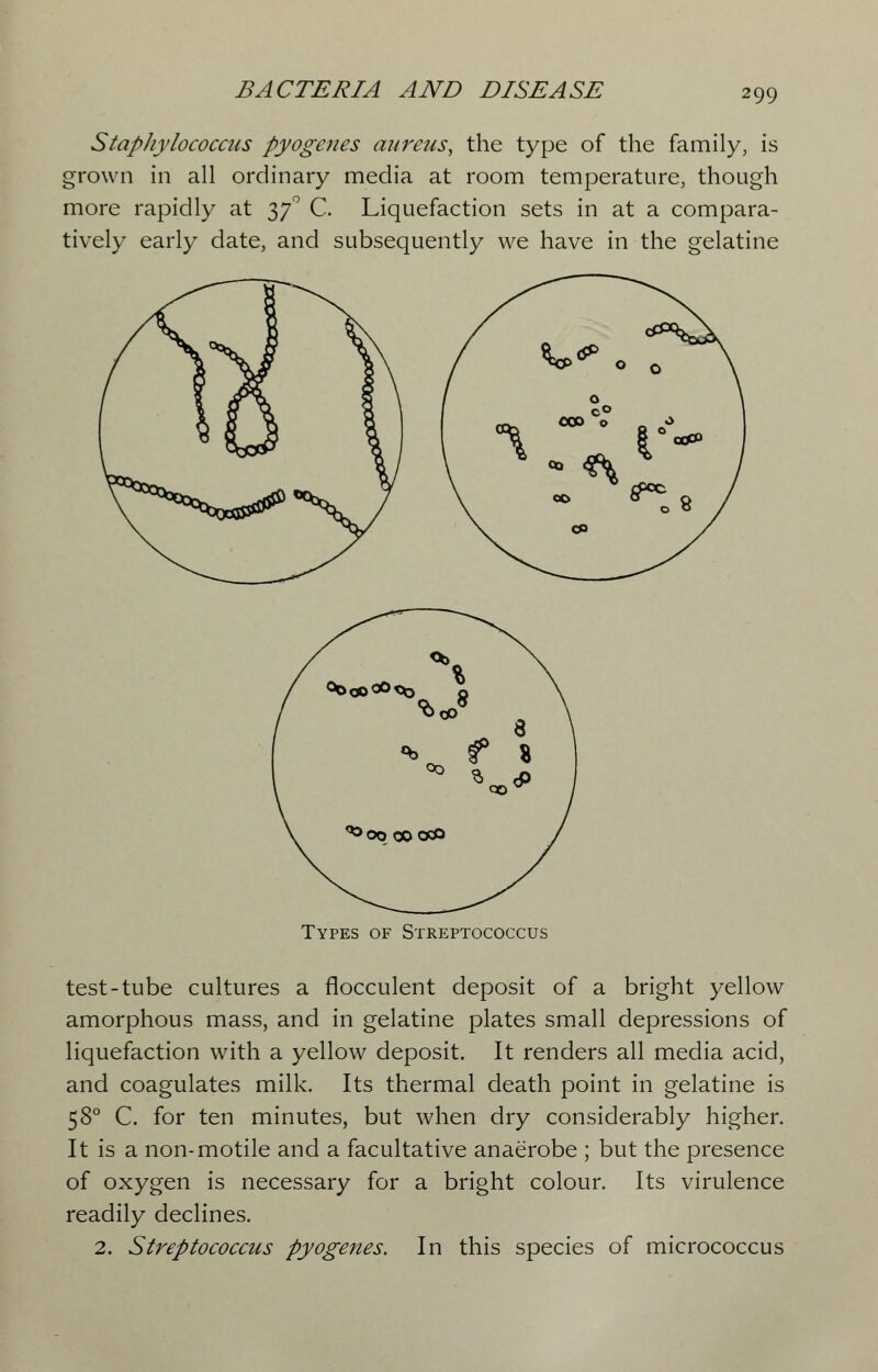 Staphylococcus pyogenes aureus, the type of the family, is grown in all ordinary media at room temperature, though more rapidly at 370 C. Liquefaction sets in at a compara- tively early date, and subsequently we have in the gelatine Types of Streptococcus test-tube cultures a flocculent deposit of a bright yellow amorphous mass, and in gelatine plates small depressions of liquefaction with a yellow deposit. It renders all media acid, and coagulates milk. Its thermal death point in gelatine is 58° C. for ten minutes, but when dry considerably higher. It is a non-motile and a facultative anaerobe ; but the presence of oxygen is necessary for a bright colour. Its virulence readily declines. 2. Streptococcus pyogenes. In this species of micrococcus