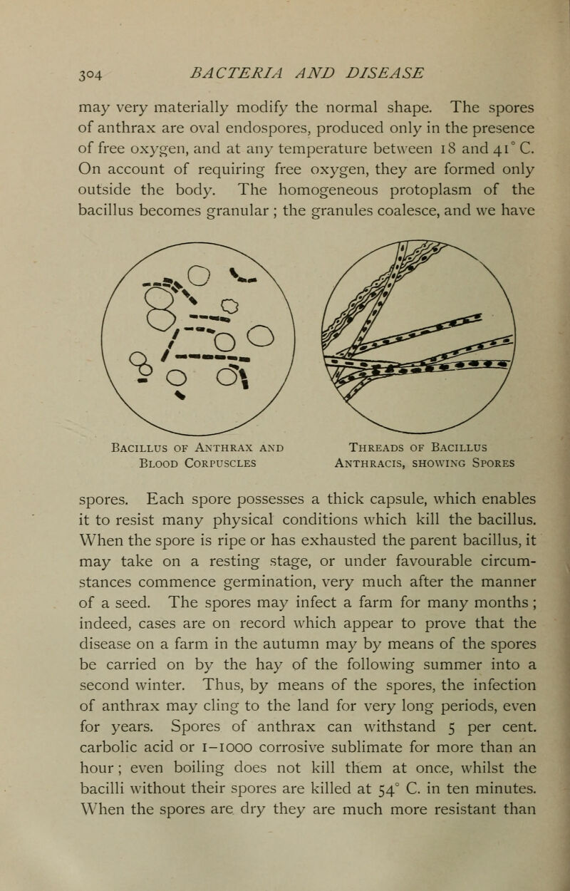 3°4 may very materially modify the normal shape. The spores of anthrax are oval endospores, produced only in the presence of free oxygen, and at any temperature between 18 and 41° C. On account of requiring free oxygen, they are formed only outside the body. The homogeneous protoplasm of the bacillus becomes granular ; the granules coalesce, and we have Bacillus of Anthrax and Blood Corpuscles Threads of Bacillus Anthracis, showing Spores spores. Each spore possesses a thick capsule, which enables it to resist many physical conditions which kill the bacillus. When the spore is ripe or has exhausted the parent bacillus, it may take on a resting stage, or under favourable circum- stances commence germination, very much after the manner of a seed. The spores may infect a farm for many months ; indeed, cases are on record which appear to prove that the disease on a farm in the autumn may by means of the spores be carried on by the hay of the following summer into a second winter. Thus, by means of the spores, the infection of anthrax may cling to the land for very long periods, even for years. Spores of anthrax can withstand 5 per cent, carbolic acid or 1-1000 corrosive sublimate for more than an hour; even boiling does not kill them at once, whilst the bacilli without their spores are killed at 540 C. in ten minutes. When the spores are dry they are much more resistant than