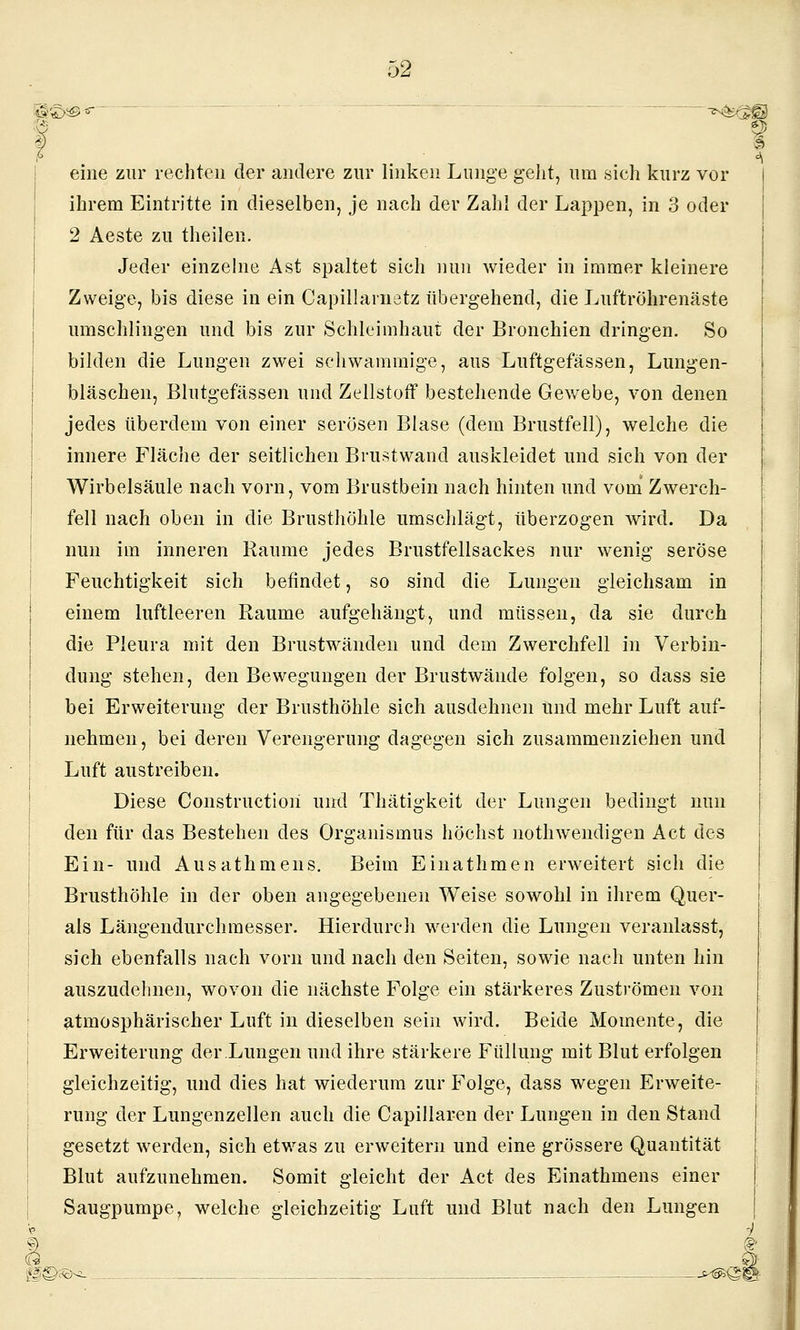 eine zur rechten der andere zur linken Lunge geht, nra sich kurz vor ihrem Eintritte in dieselben, je nach der Zahl der Lappen, in 3 oder 2 Aeste zu theilen. Jeder einzelne Ast spaltet sich nun wieder in immer kleinere Zweige, bis diese in ein Capillaiuetz übergehend, die Luftröhrenäste umschlingen und bis zur Schleimhaut der Bronchien dringen. So bilden die Lungen zwei schwammige, aus Luftgefässen, Lungen- bläschen, Blutgefässen und Zellstoff bestehende Gewebe, von denen jedes überdem von einer serösen Blase (dem Brustfell), welche die innere Fläche der seitlichen Brustwand auskleidet und sich von der Wirbelsäule nach vorn, vom Brustbein nach hinten und vom' Zwerch- fell nach oben in die Brusthöhle umschlägt, überzogen wird. Da nun im inneren Räume jedes Brustfellsackes nur wenig seröse Feuchtigkeit sich befindet, so sind die Lungen gleichsam in einem luftleeren Räume aufgehäugt, und müssen, da sie durch die Pleura mit den Brustwänden und dem Zwerchfell in Verbin- dung stehen, den Bewegungen der Brustwände folgen, so dass sie bei Erweiterung der Brusthöhle sich ausdehnen und mehr Luft auf- nehmen, bei deren Verengerung dagegen sich zusammenziehen und Luft austreiben. Diese Constructioii und Thätigkeit der Lungen bedingt nun den für das Bestehen des Organismus höchst nothwendigen Act des j Ein- und Ausathmens. Beim Einathmen erweitert sich die I Brusthöhle in der oben angegebenen Weise sowohl in ihrem Quer- ais Längendurchmesser. Hierdurch werden die Lungen veranlasst, I sich ebenfalls nach vorn und nach den Seiten, sowie nach unten hin ' auszudehnen, wovon die nächste Folge ein stärkeres Zuströmen von atmosphärischer Luft in dieselben sein wird. Beide Momente, die Erweiterung der.Lungen und ihre stärkere Füllung mit Blut erfolgen gleichzeitig, und dies hat wiederum zur Folge, dass wegen Erweite- rung der Lungenzellen auch die Capillaren der Lungen in den Stand gesetzt werden, sich etwas zu erweitern und eine grössere Quantität Blut aufzunehmen. Somit gleicht der Act des Einathmens einer j Saugpumpe, welche gleichzeitig Luft und Blut nach den Lungen G i '^§©^ö^ - . . -M^^l