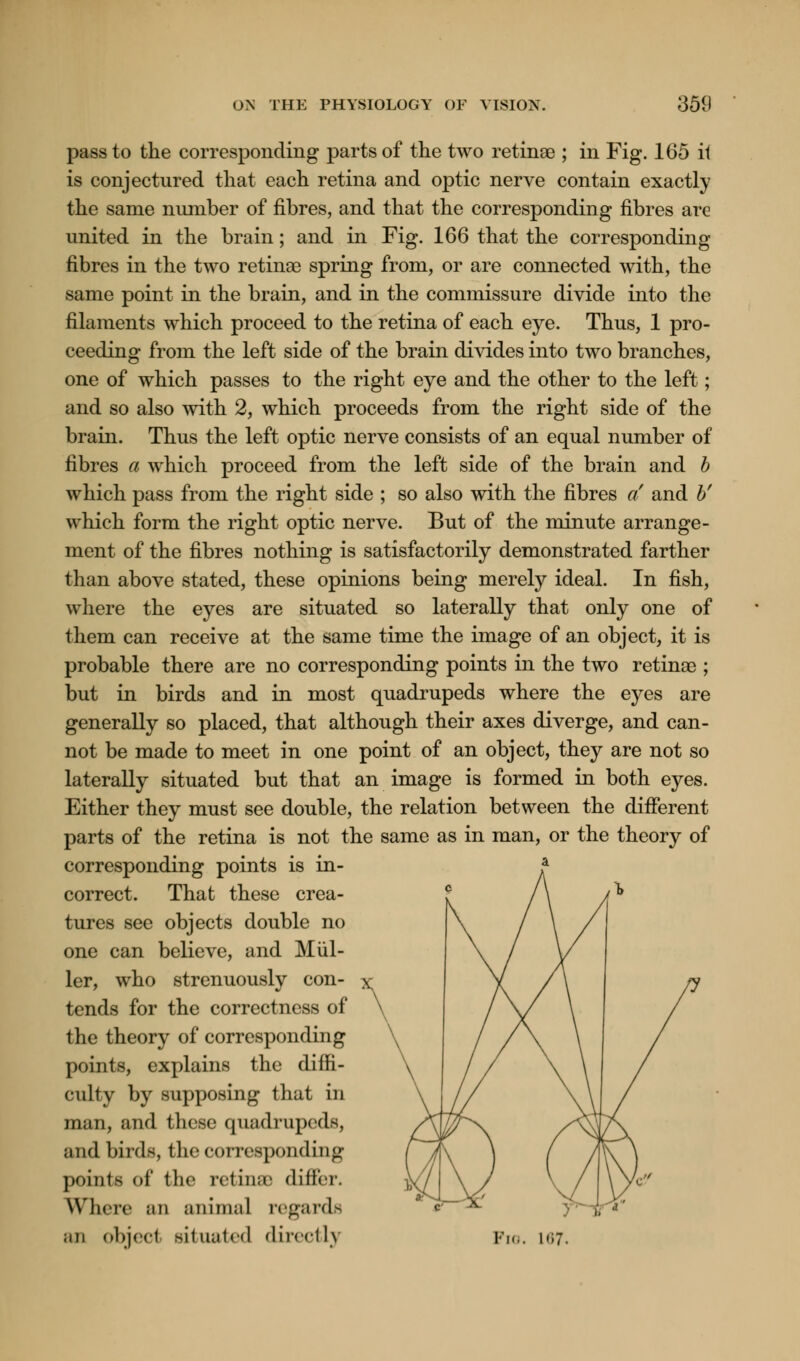 pass to the corresponding parts of the two retinas ; in Fig. 165 it is conjectured that each retina and optic nerve contain exactly the same number of fibres, and that the corresponding fibres are united in the brain; and in Fig. 166 that the corresponding fibres in the two retinae spring from, or are connected with, the same point in the brain, and in the commissure divide into the filaments which proceed to the retina of each eye. Thus, 1 pro- ceeding from the left side of the brain divides into two branches, one of which passes to the right eye and the other to the left; and so also with 2, which proceeds from the right side of the brain. Thus the left optic nerve consists of an equal number of fibres a which proceed from the left side of the brain and b which pass from the right side ; so also with the fibres a and b' which form the right optic nerve. But of the minute arrange- ment of the fibres nothing is satisfactorily demonstrated farther than above stated, these opinions being merely ideal. In fish, where the eyes are situated so laterally that only one of them can receive at the same time the image of an object, it is probable there are no corresponding points in the two retinae ; but in birds and in most quadrupeds where the eyes are generally so placed, that although their axes diverge, and can- not be made to meet in one point of an object, they are not so laterally situated but that an image is formed in both eyes. Either they must see double, the relation between the different parts of the retina is not the same as in man, or the theory of corresponding points is in- correct. That these crea- tures see objects double no one can believe, and M til- ler, who strenuously con- tends for the correctness of the theory of corresponding points, explains the diffi- culty by supposing that in man, and these quadrupeds, and birds, the corresponding points of \\w retinae differ. Where ;m animal regards an object situated directly Km.. 167.