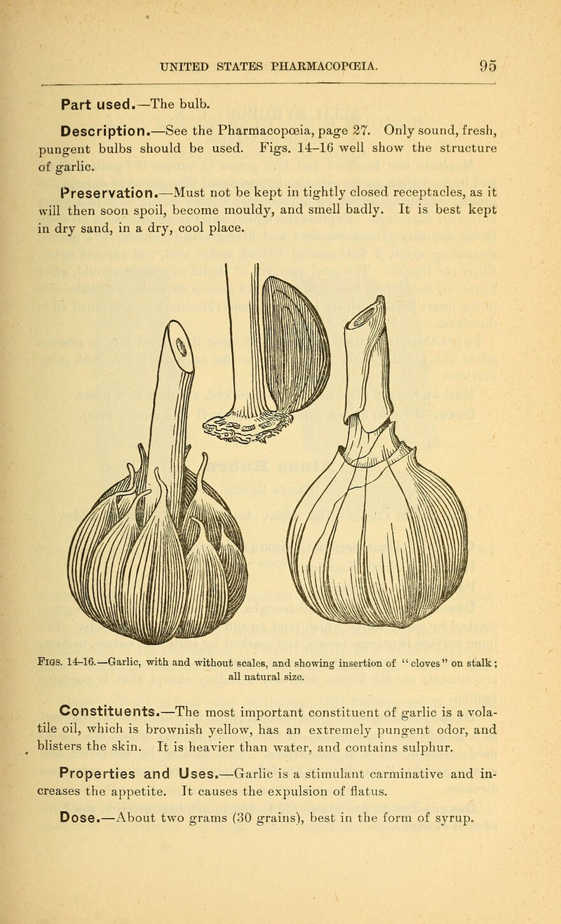 Part used.—The bulb. Description.—See the Pharmacopoeia, page 27. Only sound, fresh, pungent bulbs should be used. Figs. 14-16 well show the structure of garlic. Preservation.—Must not be kept in tightly closed receptacles, as it will then soon spoil, become mouldy, and smell badly. It is best kept in dry sand, in a dry, cool place. Pigs. 14-16.—Garlic, with and without scales, and showing insertion of  cloves on stalk; all natural size. Constituents.—The most important constituent of garlic is a vola- tile oil, which is brownish yellow, has an extremely pungent odor, and blisters the skin. It is heavier than water, and contains sulphur. Properties and Uses.—Garlic is a stimulant carminative and in- creases the appetite. It causes the expulsion of flatus. Dose.—About two grams (30 grains), best in the form of syrup.