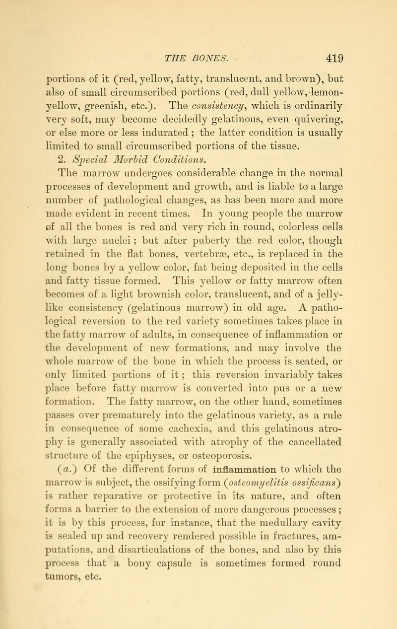 portions of it (red, yellow, fatty, translucent, and brown), but also of small circumscribed portions (red, dull yellow, -lemon- yellow, greenish, etc.). The consistency^ which is ordinarily very soft, may become decidedly gelatinous, even quivering, or else more or less indurated; the latter condition is usually limited to small circumscribed portions of the tissue. 2. Special Morbid Conditions. The marrow undergoes considerable change in the normal processes of development and growth, and is liable to a large number of pathological changes, as has been more and more made evident in recent times. In young people the marrow of all the bones is red and very rich in round, colorless cells with large nuclei; but after puberty the red color, though retained in the flat bones, vertebraa, etc., is replaced in the long bones by a yellow color, fat being deposited in the cells and fatty tissue formed. This yellow or fatty marrow often becomes of a light brownish color, translucent, and of a jelly- like consistency (gelatinous marrow) in old age. A patho- logical reversion to the red variety sometimes takes place in the fatty marrow of adults, in consequence of inflammation or the development of new formations, and may involve the whole marrow of the bone in which the process is seated, or only limited portions of it; this reversion invariably takes place before fatty marrow is converted into pus or a new formation. The fatty marrow, on the other hand, sometimes passes over prematurely into the gelatinous variety, as a rule in consequence of some cachexia, and this gelatinous atro- phy is generally associated with atrophy of the cancellated structure of the epiphyses, or osteoporosis. (a.) Of the different forms of inflammation to which the marrow is subject, the ossifying form (osteomyelitis ossificans') is rather reparative or protective in its nature, and often forms a barrier to the extension of more dangerous processes; it is by this process, for instance, that the medullary cavity is sealed up and recovery rendered possible in fractures, am- putations, and disarticulations of the bones, and also by this process that a bony capsule is sometimes formed round tumors, etc.