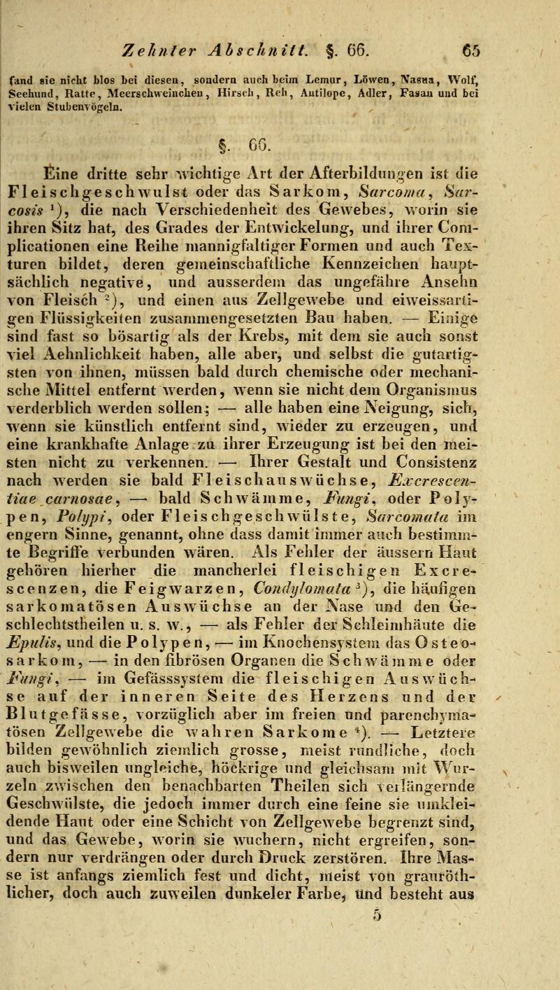 fand sie nicht blos bei diesen, sondern auch beim Lemur, Löwen, Nas«a, Wolf, Seehund, Ratte, Meers chweiucheu, Hirsch, Reh, Autilope, Adler, Fasau und bei vielen Stubenvögeln. §. GG. £ine dritte selir wichtige Art der Afterbildiingen ist die F1 e i s c li g e s c ii w u 1 s t oder das S a r k o m, Sarcoma, 8«r- cosis ^), die nach Verschiedenheit des GeAvebes, worin sie ihren Sitz hat, des Grades der Entwickelung, und ihrer Com- plicationen eine Reihe mannigfaltiger Formen and auch Tex- turen bildet, deren gemeinschaftliche Kennzeichen haupt- sächlich negative, und ausserdem das ungefähre Ansehn von Fleisch -), und einen aus Zellgewebe und eiweissarti- gen Flüssigkeiten zusammengesetzten Bau haben. — Einige sind fast so bösartig als der Krebs, mit dem sie auch sonst viel x\ehnlichkeit haben, alle aber, und selbst die gutartig- sten von ihnen, müssen bald durch chemische oder mechani- sche Mittel entfernt werden, wenn sie nicht dem Organismus verderblich werden sollen; — alle haben eine Neigung, sich, wenn sie künstlich entfernt sind, wieder zu erzeugen, und eine krankhafte Anlage zu ihrer Erzeugung ist bei den mei- sten nicht zu verkennen. — Ihrer Gestalt und Consistenz nach werden sie bald Fleisch aus wüchse, Excrescen- tiae carnosae^ —> bald Schwämme, Fungi^ oder Poly- pen, Polypi^ oder Fleischgeschwülste, Sarcomata im engern Sinne, genannt, ohne dass damit immer auch bestimm- te Begriffe verbunden wären. Als Fehler der äussern Haut gehören hierher die mancherlei fleischigen Excre* scenzen, die Feigwarzen, CondyJomala^)^ die häufigen sarkomatösen Auswüchse an der Nase und den Ge* schlechtstheilen u. s. w., — als Fehler der Schleimhäute die Epulis^ und die Polypen, —• im Knochensystem das O s t e o-* Sarkom, — in den fibrösen Organen die Schwämme oder Eitngi, — im Gefässsystem die fleischigen Aus Vv ü c h- se auf der inneren Seite des Herzens und der Blutgefässe, vorzüglich aber im freien und parenchyma- tösen Zellgewebe die wahren Sarkome *). — Letztere bilden gewöhnlich ziemlich grosse, meist rundliche, doch auch bisweilen ungleiche, höckrige und gleichsam mit Wur- zeln zwischen den benachbarten Theilen sich veilängernde Geschwülste, die jedoch immer durch eine feine sie umklei- dende Haut oder eine Schicht von Zellgewebe begrenzt sind, und das Gewebe, Avorin sie wuchern, nicht ergreifen, son- dern nur verdrängen oder durch Druck zerstören. Ihre Mas- se ist anfangs ziemlich fest und dicht, meist vOii grauröth- licher, doch auch zuweilen dunkeler Farbe, und besteht aus