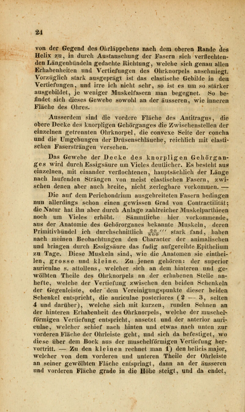 von der Gegend des Ohrläppchens nach dem oberen Rande des Helix zu, in durch Austauschung der Fasern sich verflechten- den Längenbündeln gedachte Richtung, welche sich genau allen Erhabenheiten und Vertiefungen des Ohrknorpels anschmiegt. Vorzüglich stark ausgeprägt ist das elastische Gebilde in den Vertiefungen, und irre ich nicht sehr, so ist es um so stärker ausgebildet, je weniger Muskelfasern man begegnet. So be- findet sich dieses Gewebe sowohl an der äusseren, wie inneren Fläche des Ohres. Ausserdem sind die vordere Fläche des Antitragus, die obere Decke des knorpligen Gehörganges die Zwischenstellen der einzelnen getrennten Ohrknorpel, die convexe Seite der concha und die Umgebungen der Drüsenschläuche, reichlich mit elasti- schen Fasersträngen versehen. Das Gewebe der Decke des knorpligen Gehörgan- ges wird durch Essigsäure um Vieles deutlicher. Es besteht aus einzelnen, mit einander verflochtenen, hauptsächlich der Länge nach laufenden Strängen von meist elastischen Fasern, zwi- schen denen aber auch breite, nicht zerlegbare vorkommen. — Die auf dem Perichondrium ausgebreiteten Fasern bedingen nun allerdings schon einen gewissen Grad von Contractilität^ die Natur hat ihn aber durch Anlage zahlreicher Muskelparthieen noch um Vieles erhöht. Sämmtliche hier vorkommende, aus der Anatomie des Gehörorganes bekannte Muskeln, deren Primitivbündel ich durchschnittlich $fc'!' stark fand, haben nach meinen Beobachtungen den Character der animalischen und bringen durch Essigsäure das fadig aufgereihte Epithelium zu Tage. Diese Muskeln sind, wie die Anatomen sie einthei- len, grosse und kleine. Zu jenen gehören: der superior auriculae s. attollens, welcher sich an dem hinteren und ge- wölbten Theile des Ohrknorpels an der erhabenen Stelle an- hefte, welche der Vertiefung zwischen den beiden Schenkeln der Gegenleiste, oder dem Vereinigungspunkte dieser beiden Schenkel entspricht, die auriculae posteriores (2 — 3, selten 4 und darüber), welche sich mit kurzen, runden Sehnen an der hinteren Erhabenheit des Ohrknorpels, welche der muschel* förmigen Vertiefung entspricht, ansetzt und der anterior auri- culae, welcher schief nach hinten und etwas nach unten zur vorderen Fläche der Ohrleiste geht, und sich da befestiget, wo diese über dem Bock aus der muschelförmigen Vertiefung her- vortritt. — Zu den kleinen rechnet man 1) den helicis major, welcher von dem vorderen und unteren Theile der Ohrleiste an seiner gewölbten Fläche entspringt, dann an der äusseren und vorderen Fläche grade in die Höhe steigt, und da endet,