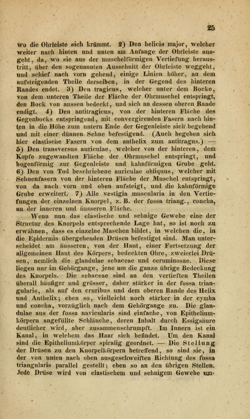 wo die Ohrleiste eich krümmt. 2) Den helicis major, welcher weiter nach hinten und unten am Anfange der Ohrleiste aus- geht, da, wo sie aus der muschelförmigen Vertiefung heraus- tritt, über den sogenannten Ausschnitt der Ohrleiste weggeht, und schief nach vorn gehend, einige Linien höher, an dem aufsteigenden Theile derselben, in der Gegend des hinteren Randes endet. 3) Den tragicus, welcher unter dem Bocke, von dem unteren Theile der Fläche der Ohrmuschel entspringt, den Bock von aussen bedeckt, und sich an dessen oberen Rande endigt. 4) Den antitragicus, von der hinteren Fläche des Gegenbocks entspringend, mit convergirenden Fasern nach hin- ten in die Höhe zum untern Ende der Gegenleiste sich begebend und mit einer dünnen Sehne befestigend. (Auch begeben sich hier elastische Fasern von dem anthelix zum antitragus.) — 6) Den transversus auriculae, welcher von der hinteren, dem Kopfe zugewandten Fläche der Ohrmuschel entspringt, und bogenförmig zur Gegenleiste und kahnförmigen Grube geht. 6) Den von Tod beschriebene auriculae obliquus, welcher mit Sehnenfasern von der hinteren Fläche der Muschel entspringt, von da nach vorn und oben aufsteigt, und die kahnförmige Grube erweitert. 7) Alle vestigia muscularia in den Vertie- fungen der einzelnen Knorpel, z. B. der fossa triang., concha, an der inneren und äusseren Fläche. Wenn nun das elastische und sehnige Gewebe eine der Structur des Knorpels entsprechende Lage hat, so ist noch zu erwähnen, dass es einzelne Maschen bildet, in welchen die, in die Epidermis übergehenden Drüsen befestiget sind. Man unter- scheidet am äusseren, von der Haut, einer Fortsetzung der allgemeinen Haut des Körpers, bedeckten Ohre, zweierlei Drii- sen, nemlich die glandulae sebaceae und ceruminosae. Diese liegen nur im Gehörgange, jene um die ganze übrige Bedeckung des Knorpels. Die sebaceae sind an den vertieften Theilen überall häufiger und grösser, daher stärker in der fossa trian- gularis, als auf den cruribus und dem oberen Rande des Helix und Anthelix-, eben so, vielleicht noch stärker in der cymba und concha, vorzüglich nach dem Gehörgange zu. Die glan- dulae aus der fossa navicularis sind einfache, von Epithelium- körpern angefüllte Schläuche, deren Inhalt durch Essigsäure deutlicher wird, aber zusammenschrumpft. Im Innern ist ein Kanal, in welchem das Haar sich befindet. Um den Kanal sind die Epitheliumkörper spiralig geordnet. — Die Stellung der Drüsen zu den Knorpelkörpern betreffend, so sind sie, in der von unten nach oben ausgeschweiften Richtung des fossa triangularis parallel gestellt-, eben so an den übrigen Stellen. Jede Drüse wird von elastischem und sehnigem Gewebe um-