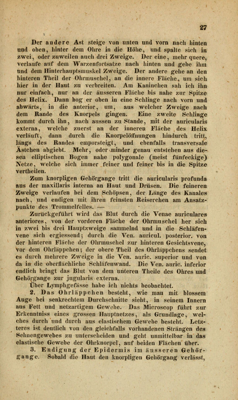 Der andere Ast steige von unten und vorn nach hinten und oben, hinter dem Ohre in die Höhe, und spalte sich iß zwei, oder zuweilen auch drei Zweige. Der eine, mehr quere, verlaufe auf dem Warzenfortsatze nach hinten und gebe ihm und dem Hinterhauptsmuskel Zweige. Der andere gehe an den hinteren Theil der Ohrmuschel, an die innere Fläche, um sich hier in der Haut zu verbreiten. Am Kaninchen sah ich ihn nur einfach, nur an der äusseren Fläche bis nahe zur Spitze des Helix. Dann bog er oben in eine Schlinge nach vorn und abwärts, in die anterior, um, aus welcher Zweige nach dem Rande des Knorpels gingen. Eine zweite Schlinge kommt durch ihn, nach aussen zu Stande, mit der auricularis externa, welche zuerst an der inneren Fläche des Helix verläuft, dann durch die Knorpelöffnungen hindurch tritt, längs des Randes emporsteigt, und ebenfalls transversale Ästchen abgiebt. Mehr, oder .minder genau entstehen aus die- sen elliptischen Bogen nahe polygonale (meist fünfeckige) Netze, welche sich immer feiner und feiner bis in die Spitze vertheilen. Zum knorpligen Gehörgange tritt die auricularis profunda aus der maxillaris interna an Haut und Drüsen. Die feineren Zweige verlaufen bei dem Schöpsen, der Länge des Kanales nach, und endigen mit ihren feinsten Reiserchen am Ansatz- punkte des Trommelfelles. — Zurückgeführt wird das Blut durch die Venae auriculares anteriores, von der vorderen Fläche der Ohrmuschel her sich in zwei bis drei Hauptzweige sammelnd und in die Schläfen- vene sich ergiessend; durch die Ven. auricul. posterior, von der hinteren Fläche der Ohrmuschel zur hinteren Gesichtsvene, vor dem Ohrläppchen; der obere Theil des Ohrläppchens sendet es durch mehrere Zweige in die Ven. auric. superior und von da in die oberflächliche Schläfenwand. Die Ven. auric. inferior endlich bringt das Blut von dem unteren Theile des Ohres und Gehörgange zur jugularis externa. Über Lymphgefässe habe ich nichts beobachtet. 2. Das Ohrläppchen besteht, wie man mit blossem Auge bei senkrechtem Durchschnitte sieht, in seinem Innern aus Fett und netzartigem Gewebe. Das Microscop führt zur Erkenntniss eines grossen Hauptnetzes, als Grundlage, wel- ches durch und durch aus elastischem Gewebe besteht. Letz- teres ist deutlich von den gleichfalls vorhandenen Strängen des Sehnengewebes zu unterscheiden und geht unmittelbar in das elastische Gewebe der Ohrknorpel, auf beiden Flächen über. 3. Endigung der Epidermis im äusseren Gehör- gange. Sobald die Haut den knorpligen Gehörgang verlässt,