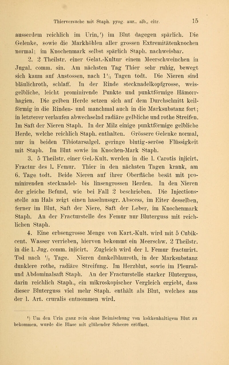 ausserdem reichlicli im Urin,') im Blut dagegen spärlich. Die Gelenke, sowie die Markhölilen aller grossen Extremitätenknochen normal; im Knochenmark selbst spärlich Staph. nachweisbar. 2. 2 Theilstr. einer Gelat.-Kultur einem Meerschweinchen in Jugal. comm. sin. Am nächsten Tag Thier sehr ruhig, bewegt sich kaum auf Anstossen, nach IV2 Tagen todt. Die Nieren sind bläulichroth, schlaff. In der Kinde stecknadelkopfgrosse, weis- gelbliche, leicht prominirende Punkte und punktförmige Hämorr- hagien. Die gelben Herde setzen sich auf dem Durchsclmitt keil- förmig in die Rinden- und manchmal auch in die Marksubstanz fort; in letzterer verlaufen abwechselnd radiäre gelbliche und rothe Streifen. Im Saft der Nieren Staph. In der Milz einige punktförmige gelbliche Herde, welche reiclilich Staph. enthalten. Grössere Gelenke normal, nur in beiden Tibiotarsalgel. geringe blutig-seröse Flüssigkeit mit Staph. Im Blut sowie im Knochen-Mark Staph. 3. 5 Theilstr. einer Gel.-Kult. werden in die 1. Carotis injicirt. Fractur des 1. Femur. Thier in den nächsten Tagen krank, am 6. Tage todt. Beide Nieren auf ihrer Oberfläche besät mit pro- minirenden Stecknadel- bis linsengrossen Herden. In den Nieren der gleiche Befund, wie bei Fall 2 beschrieben. Die Injections- stelle am Hals zeigt einen haselnussgr. Abscess, im Eiter desselben, ferner im Blut, Saft der Niere, Saft der Leber, im Knochenmark Staph. An der Fracturstelle des Femur nur Bluterguss mit reich- lichen Staph. 4. Eine erbsengrosse Menge von Kart.-Kult. wird mit 5 Cubik- cent. Wasser verrieben, hiervon bekommt ein Meerschw. 2 Theilstr. in die 1. Jug. comm. injicirt. Zugleich wird der 1. Femur fracturirt. Tod nach '/s Tage. Nieren dimkelblauroth, in der Marksubstanz dunklere rothe, radiäre Streifung. Im Herzblut, sowie im Pleural- und Abdominalsaft Staph. An der Fracturstelle starker Bluterguss, darin reichlich Staph., ein mikroskopischer Vergleich ergiebt, dass dieser Bluterguss viel mehr Staph. enthält als Blut, welches aus der 1. Art. cruralis entnommen wird. ') Um den Uriu ganz rein ohne Beimischung- von kokkenhaltigem Blut zu bekommen, wurde die Blase mit glühender Scheere eröffnet.